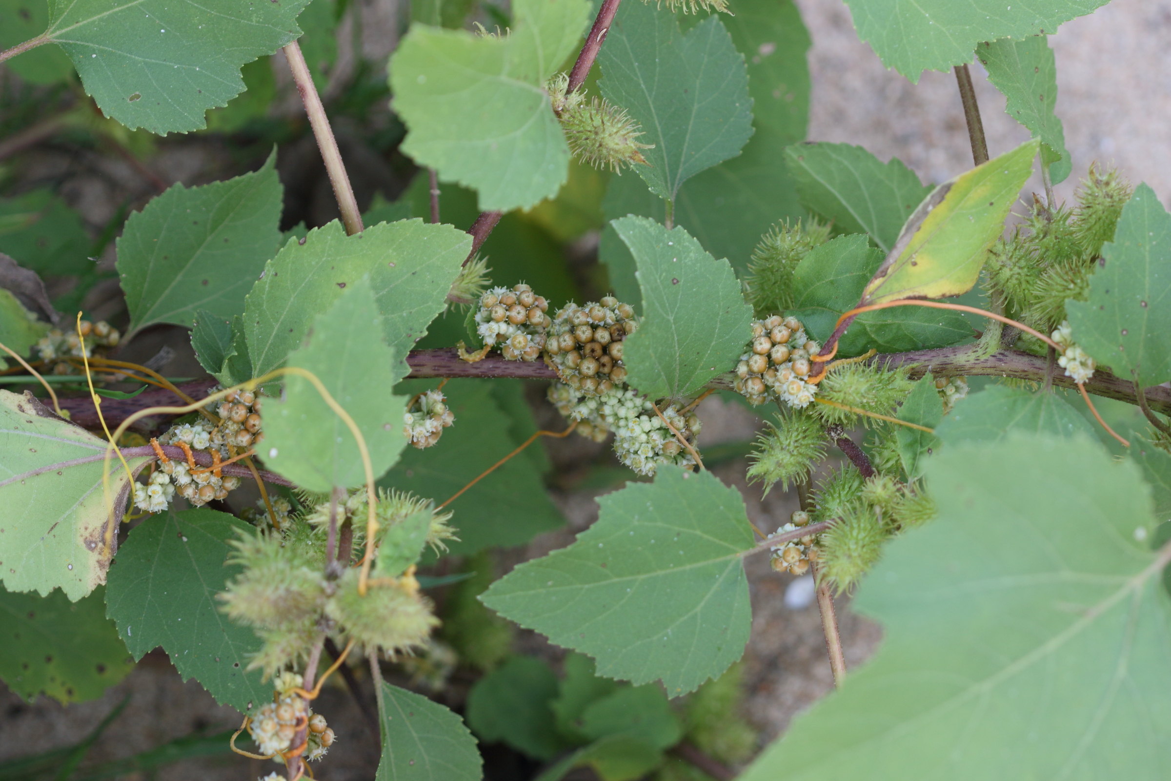 Afficher le média cuscuta_scandens1md cuscuta_scandens1md