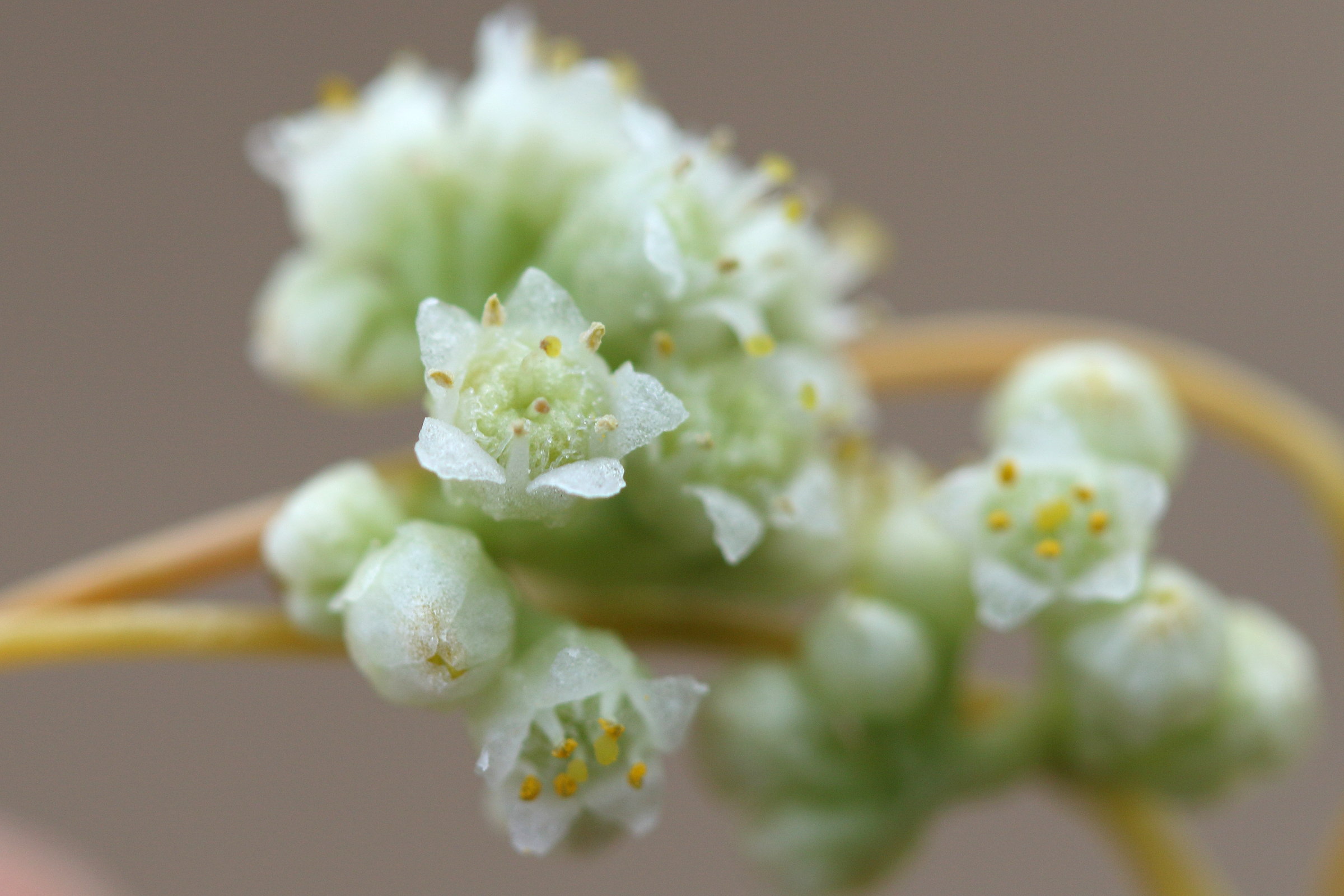 Afficher le média cuscuta_scandens2md cuscuta_scandens2md