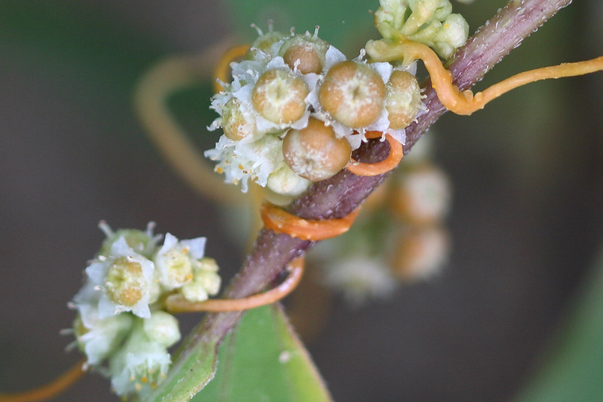 Afficher le média cuscuta_scandens3md cuscuta_scandens3md