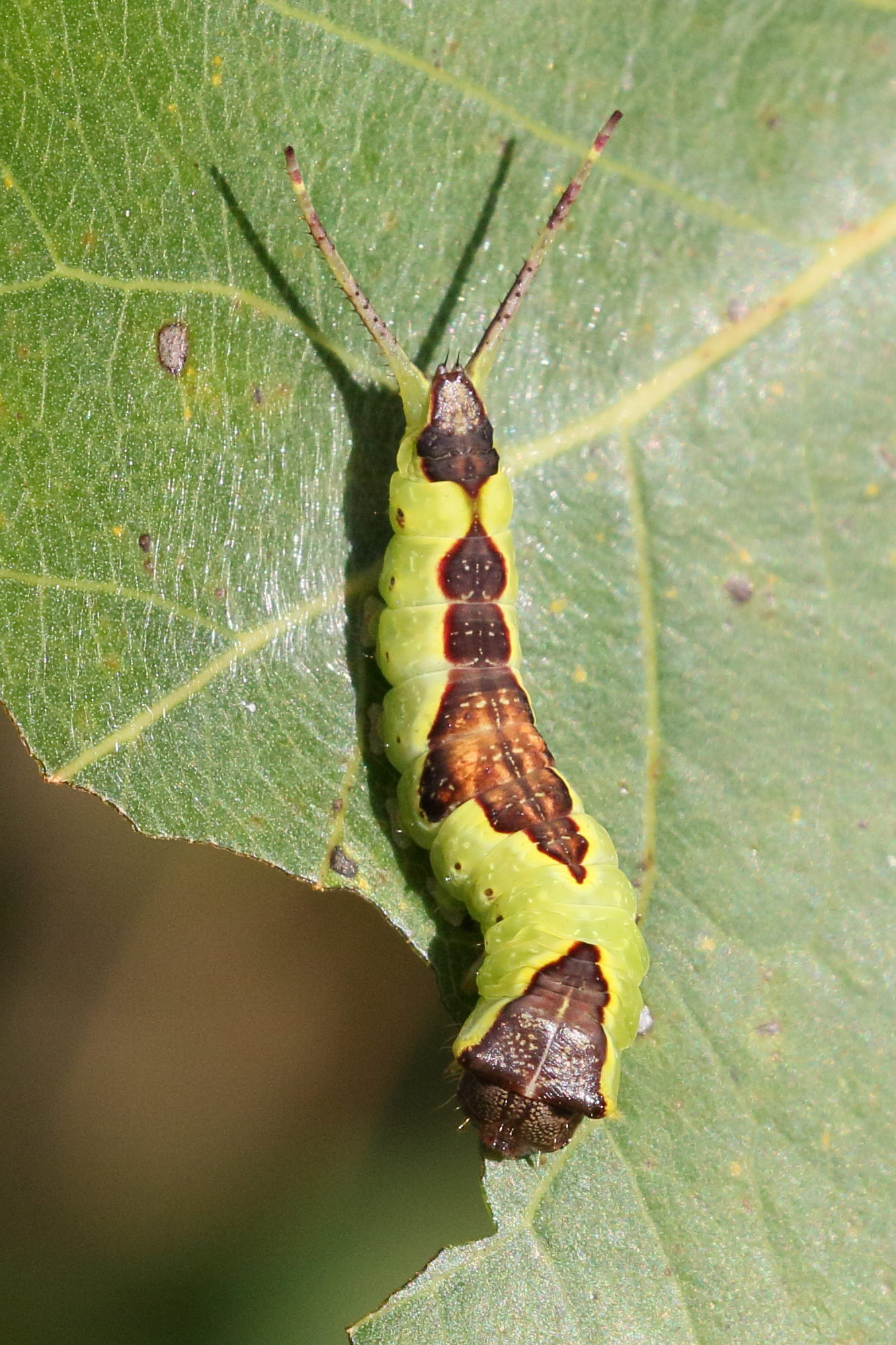 furcula_bifida_ch2bd