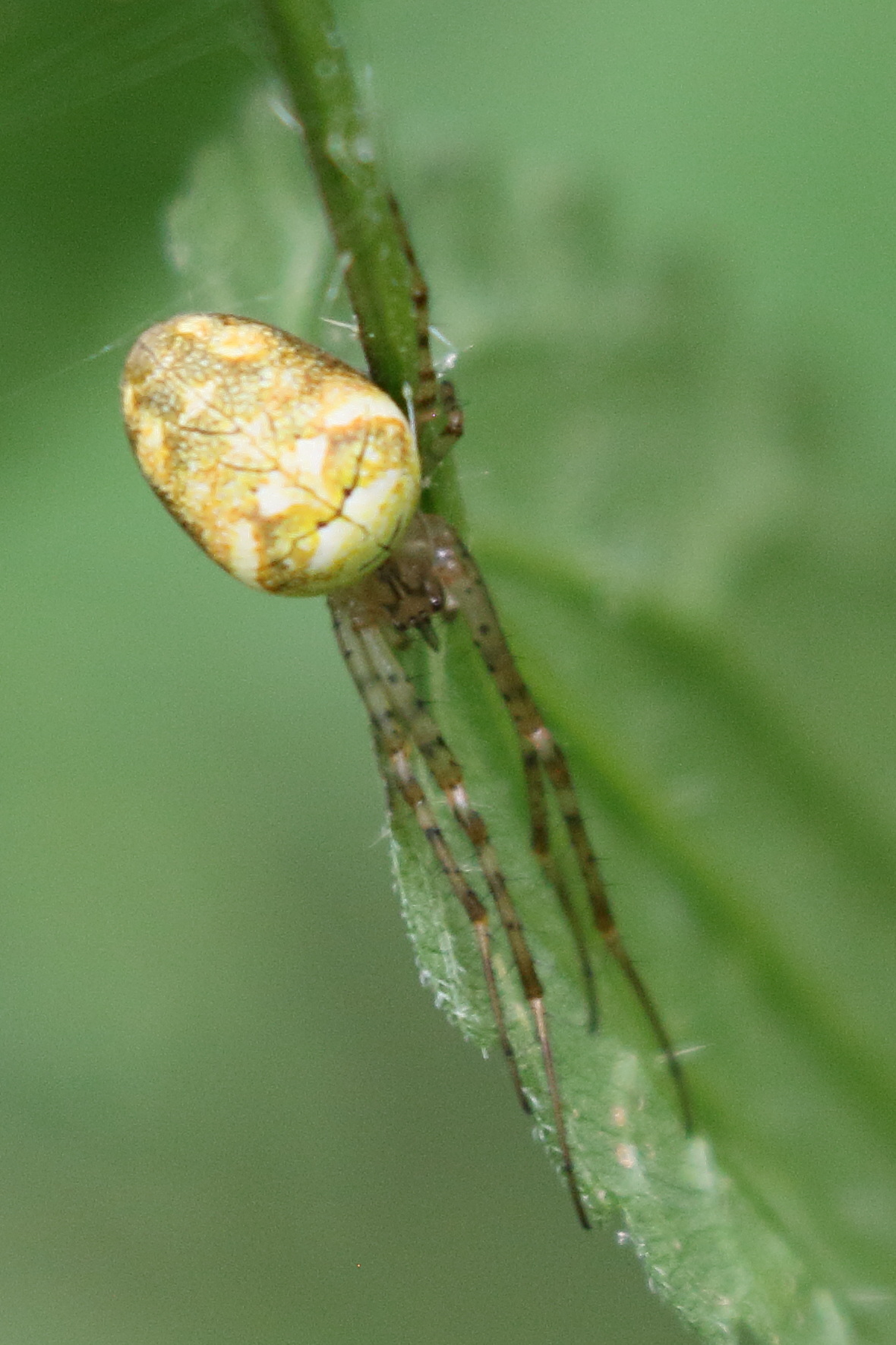 metellina_segmentata-mengei6bd