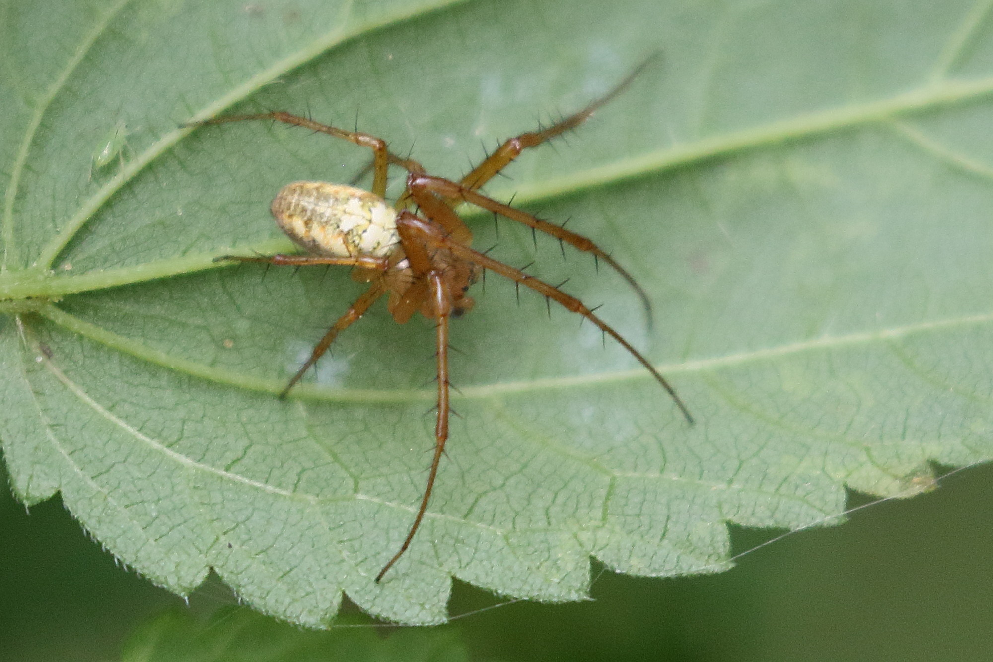 metellina_segmentata-mengei7bd