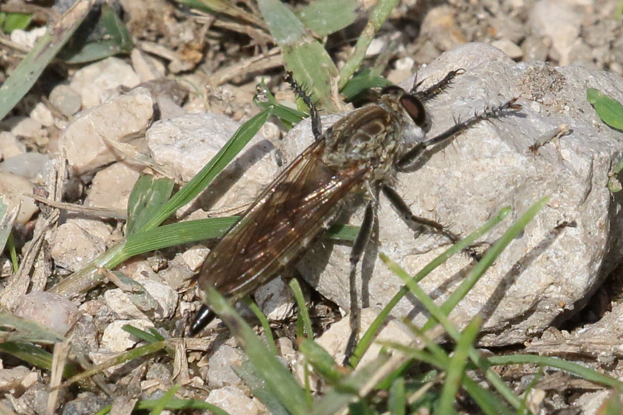 philonicus_albiceps2bd