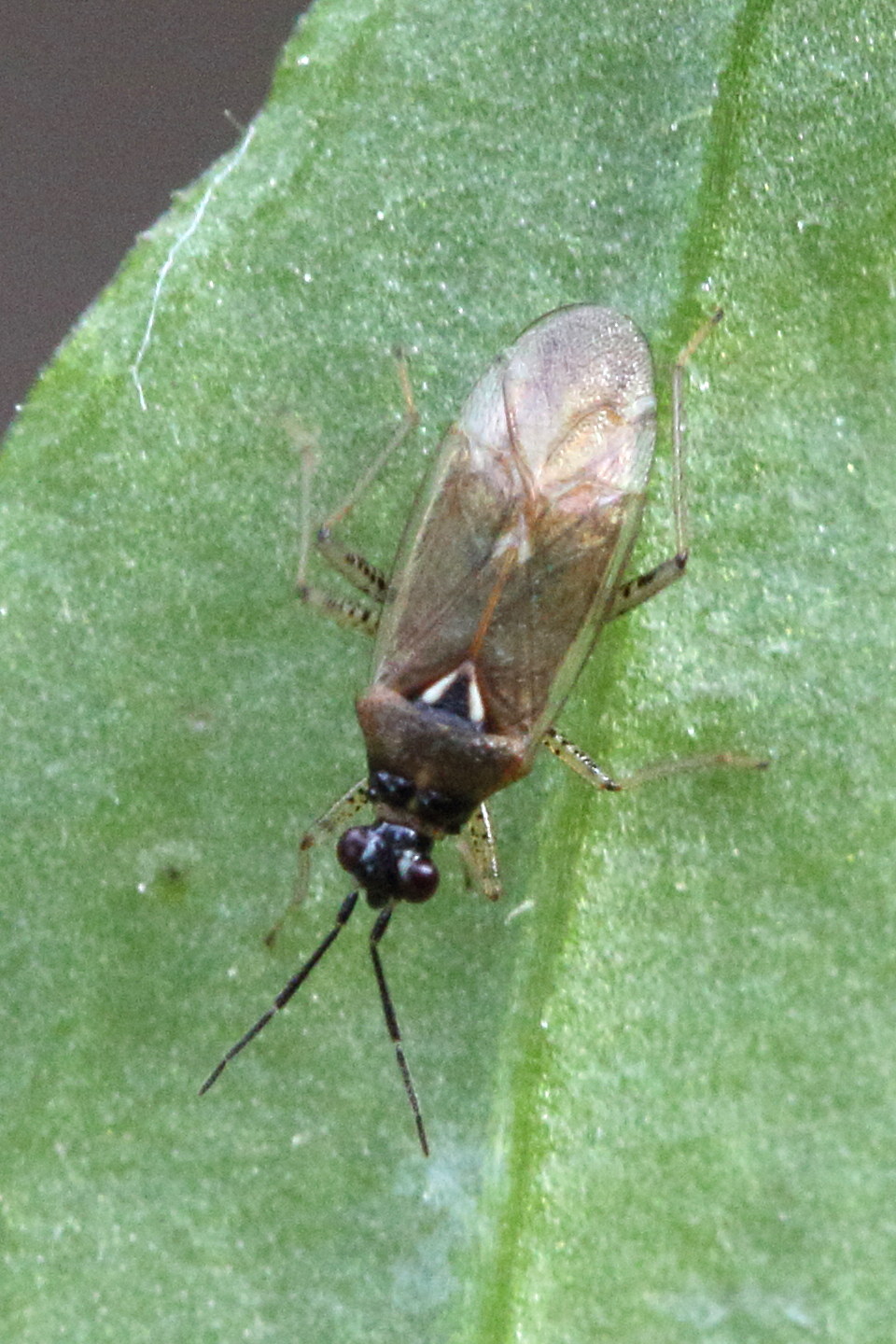 dicyphus_globulifer1md