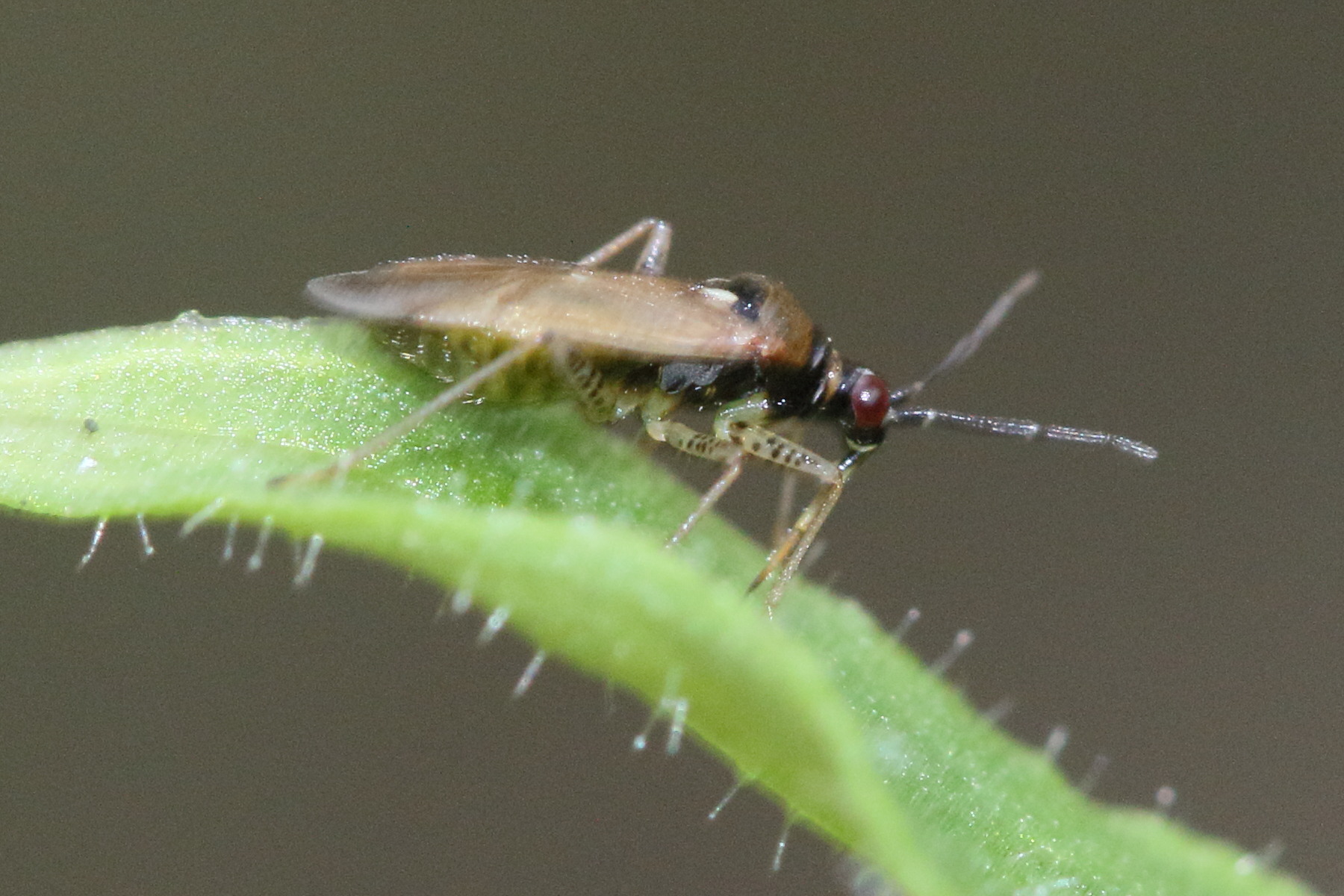 dicyphus_globulifer2md