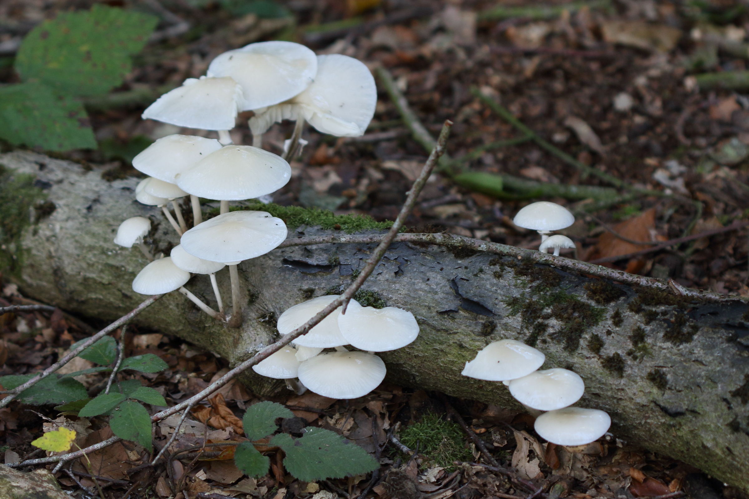 oudemansiella_mucida5md