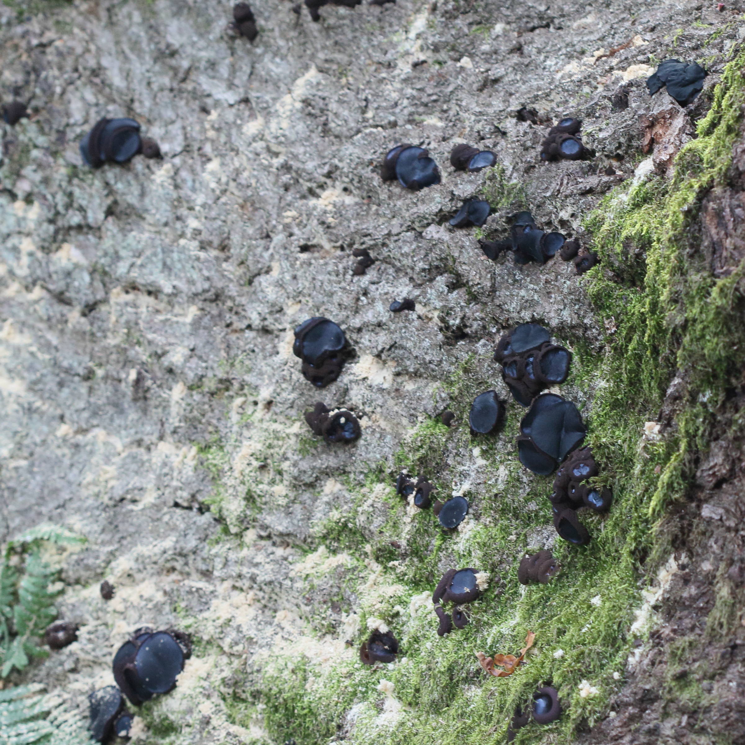 Afficher le média bulgaria_inquinans3md bulgaria_inquinans3md