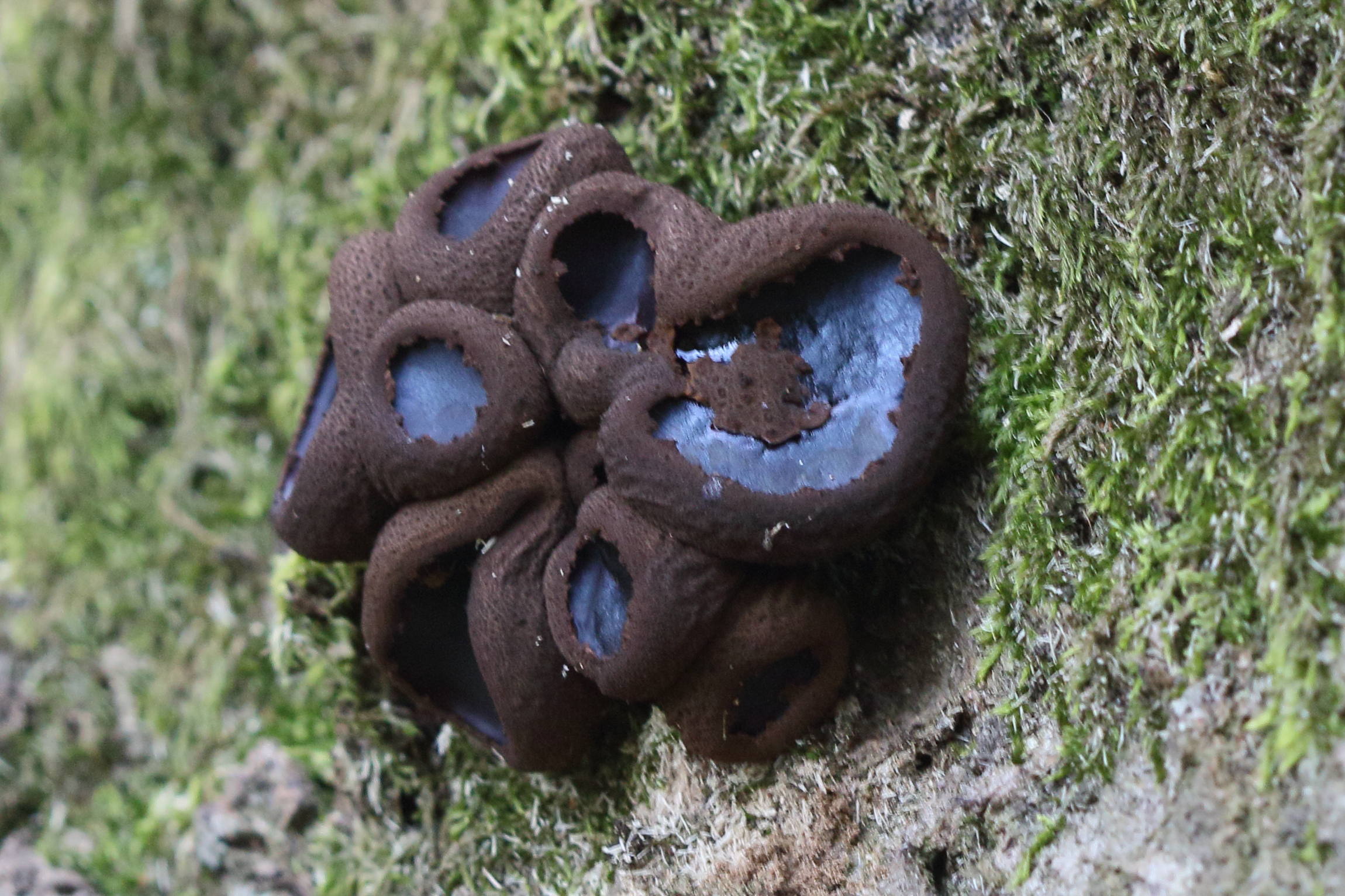 Afficher le média bulgaria_inquinans4md bulgaria_inquinans4md