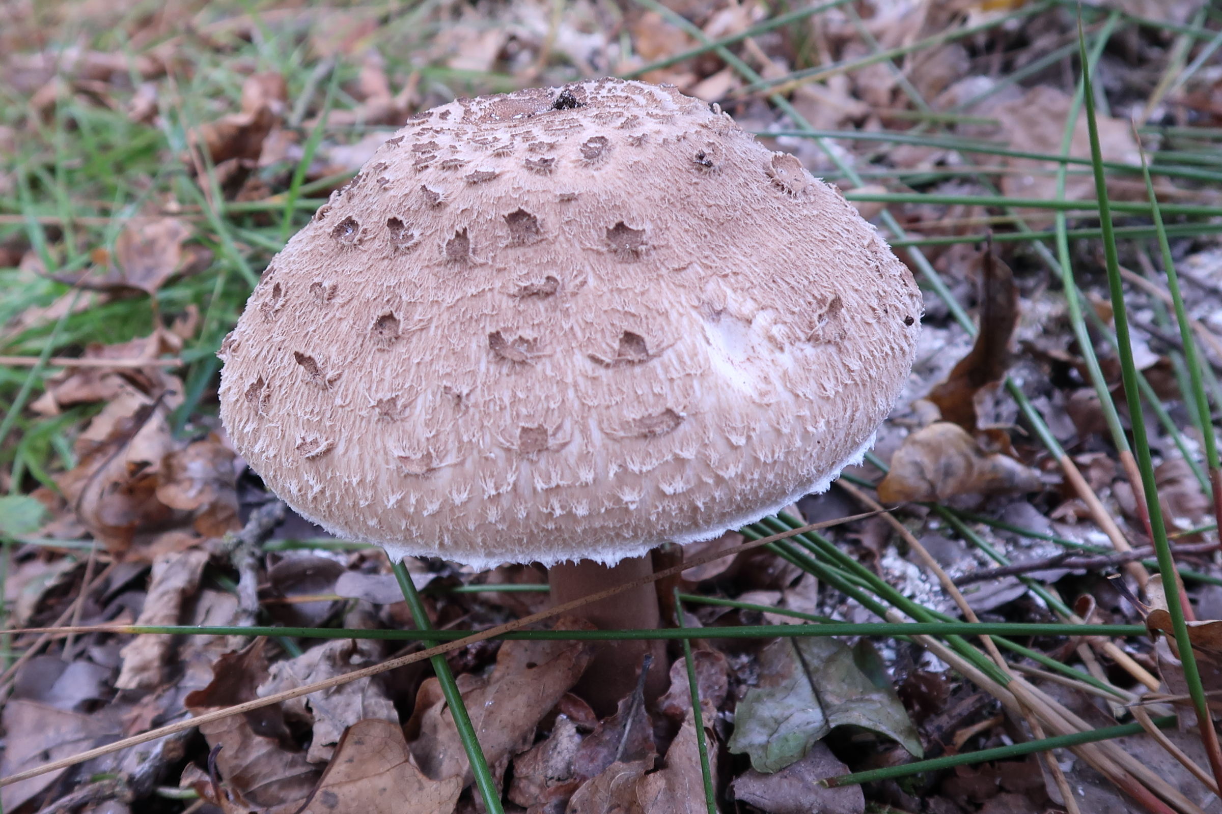 macrolepiota_procera12md