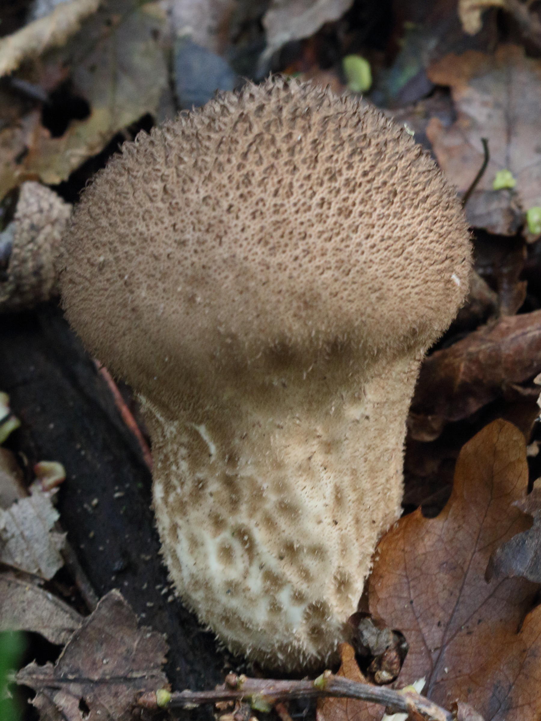 Afficher le média lycoperdon_nigrescens1md lycoperdon_nigrescens1md