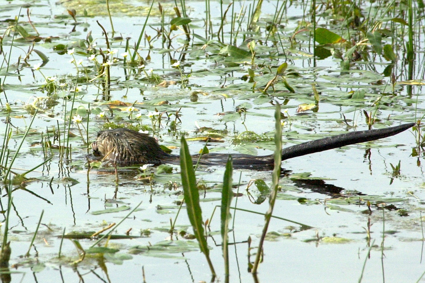 ondatra_zibethicus3md