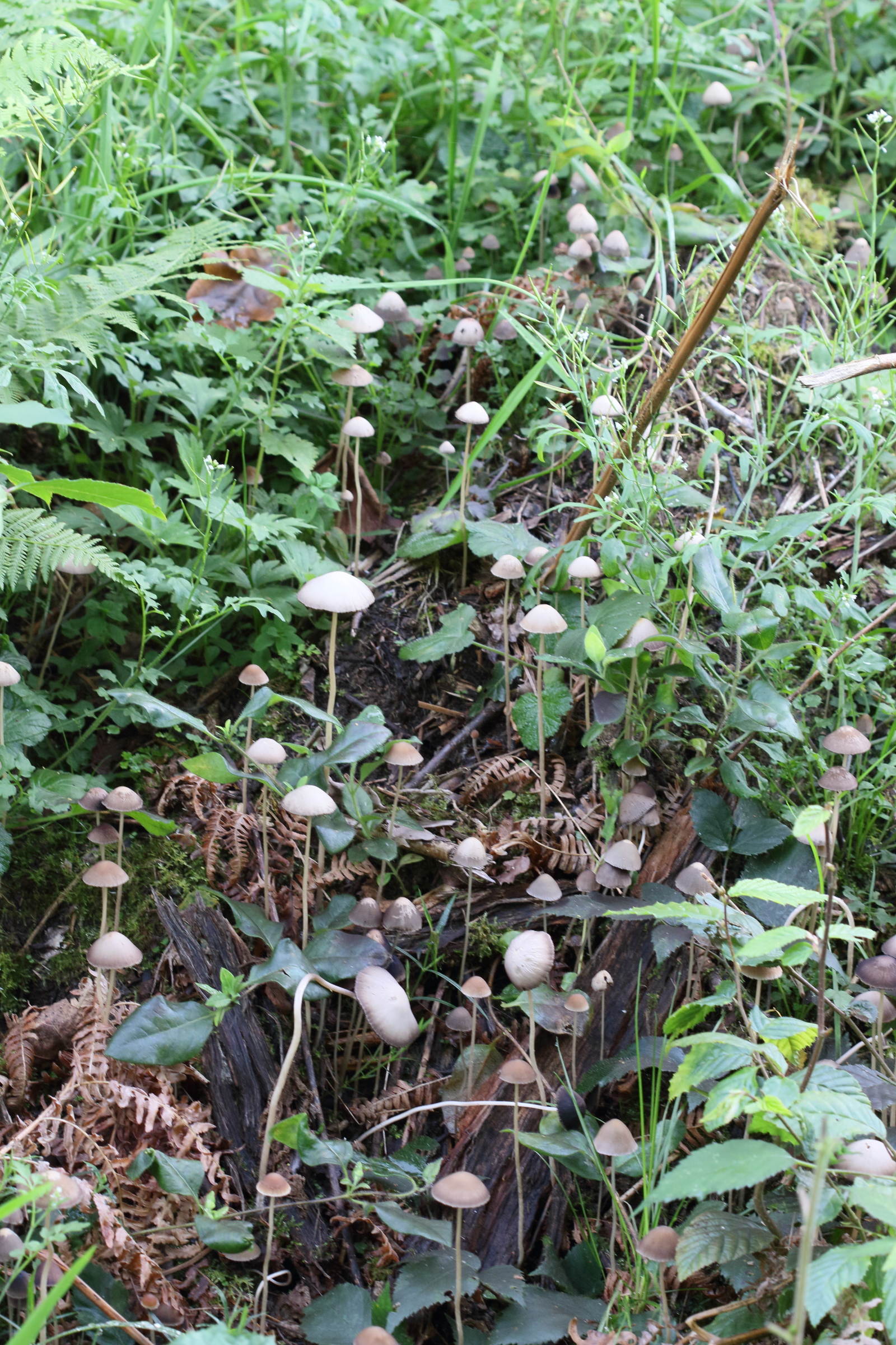 psathyrella_conopilus1md