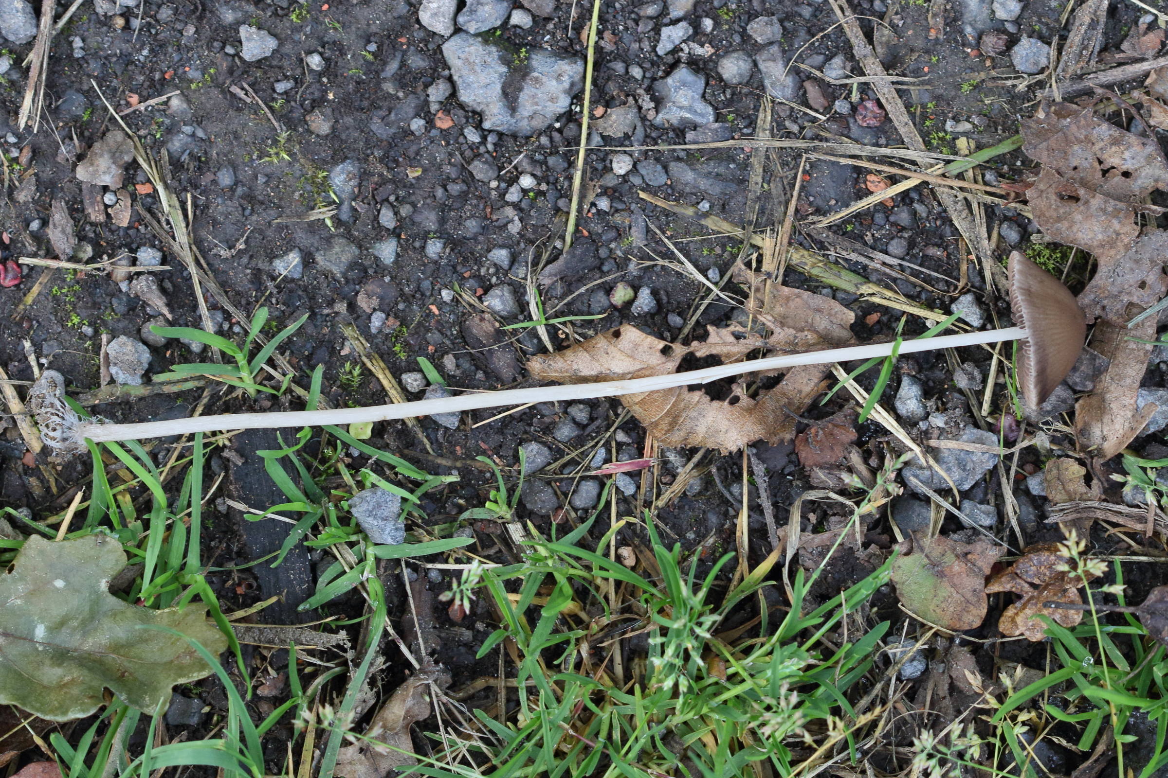 psathyrella_conopilus2md