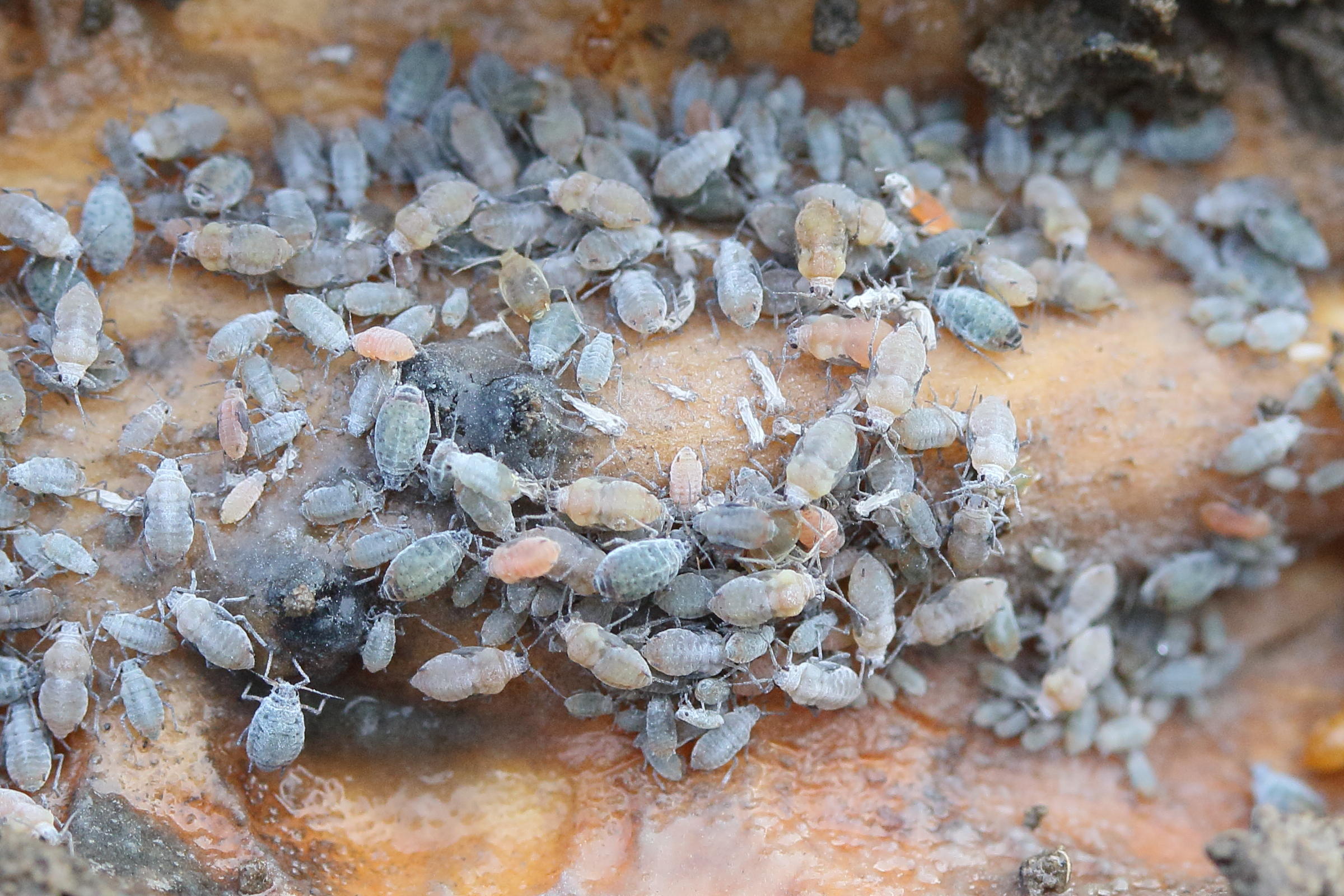 dysaphis_crataegi1md