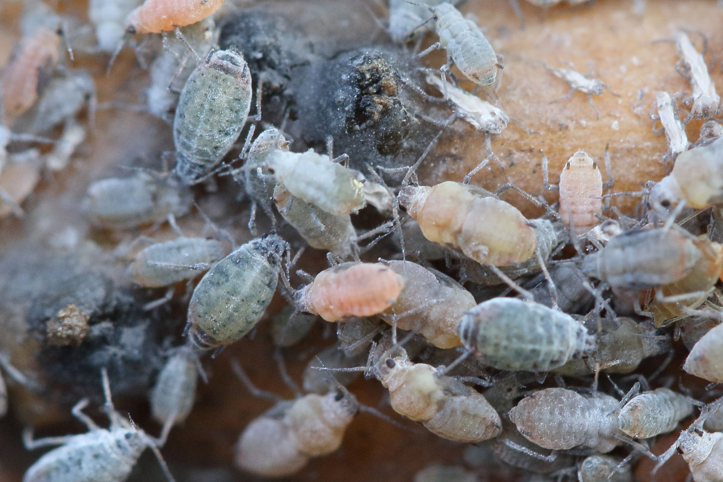 dysaphis_crataegi2md