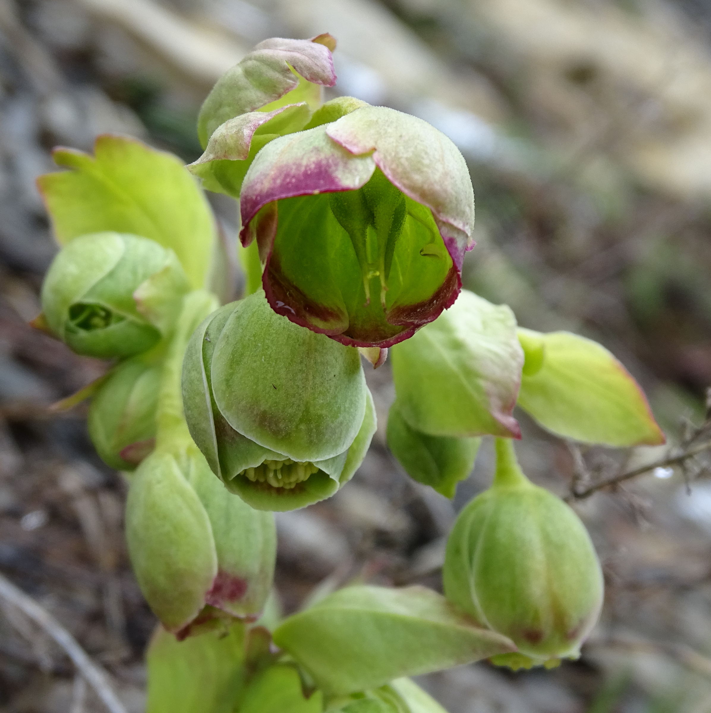 helleborus_foetidus4mv