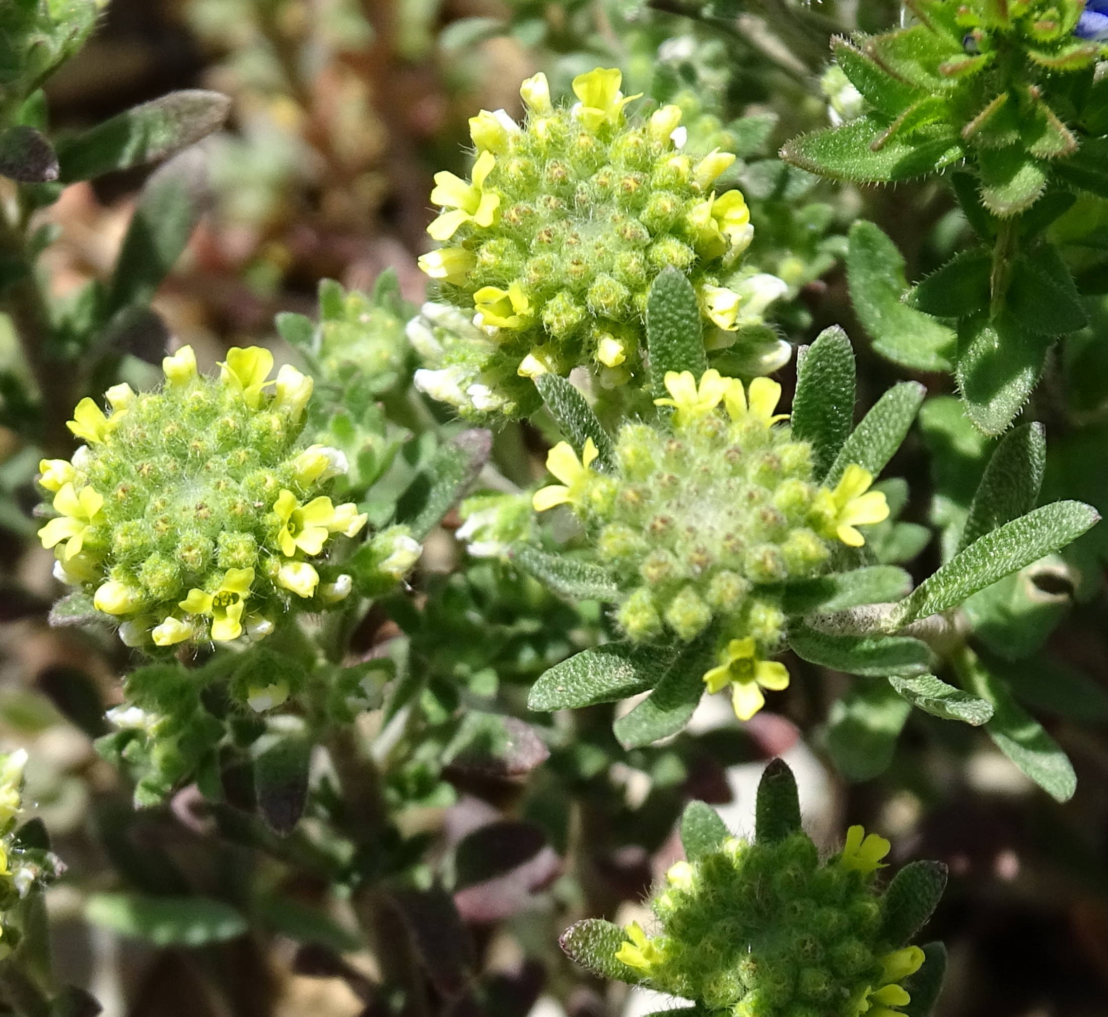 Afficher le média alyssum_alyssoides5mv alyssum_alyssoides5mv