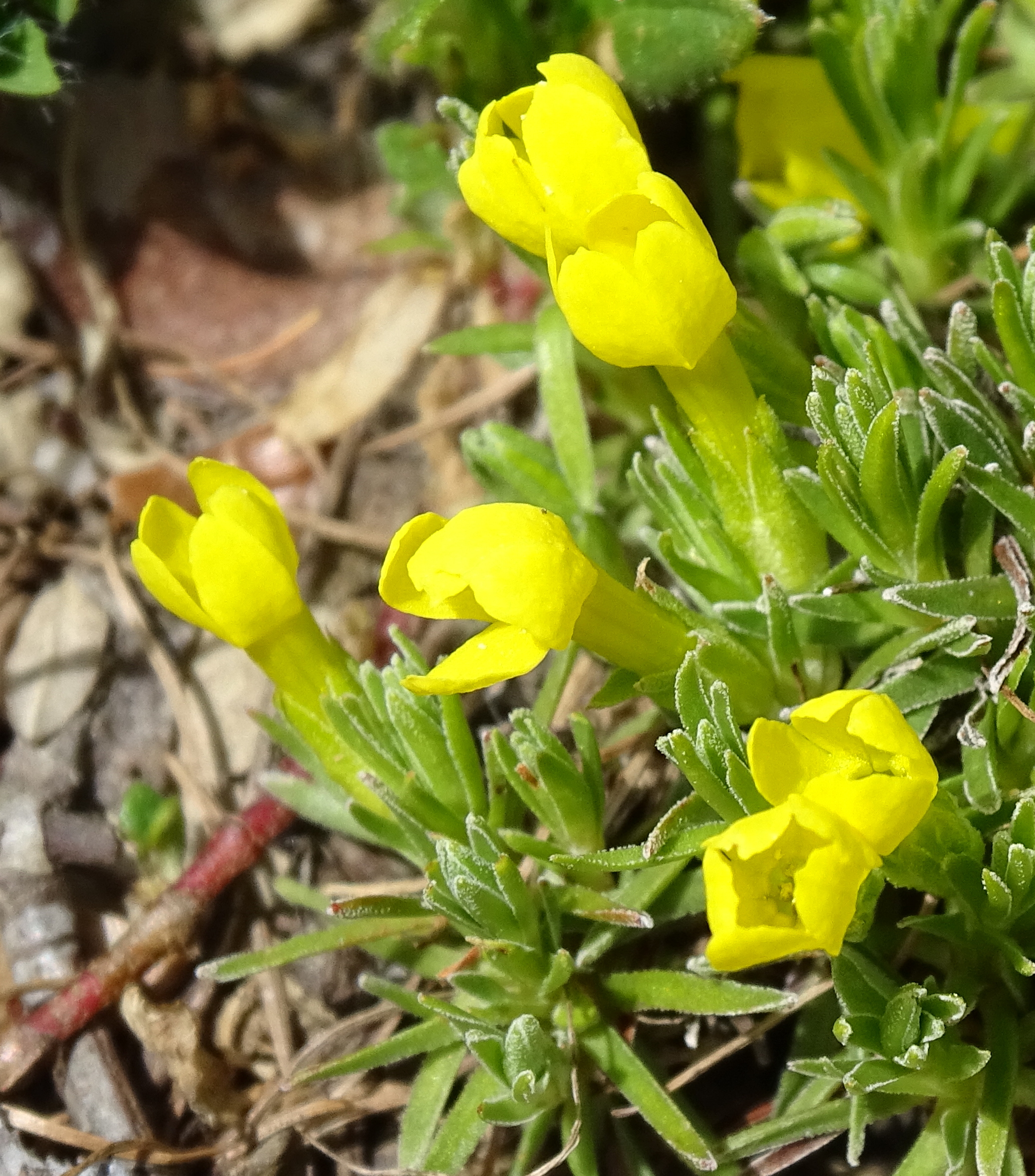 Afficher le média androsace_vitalliana4mv androsace_vitalliana4mv