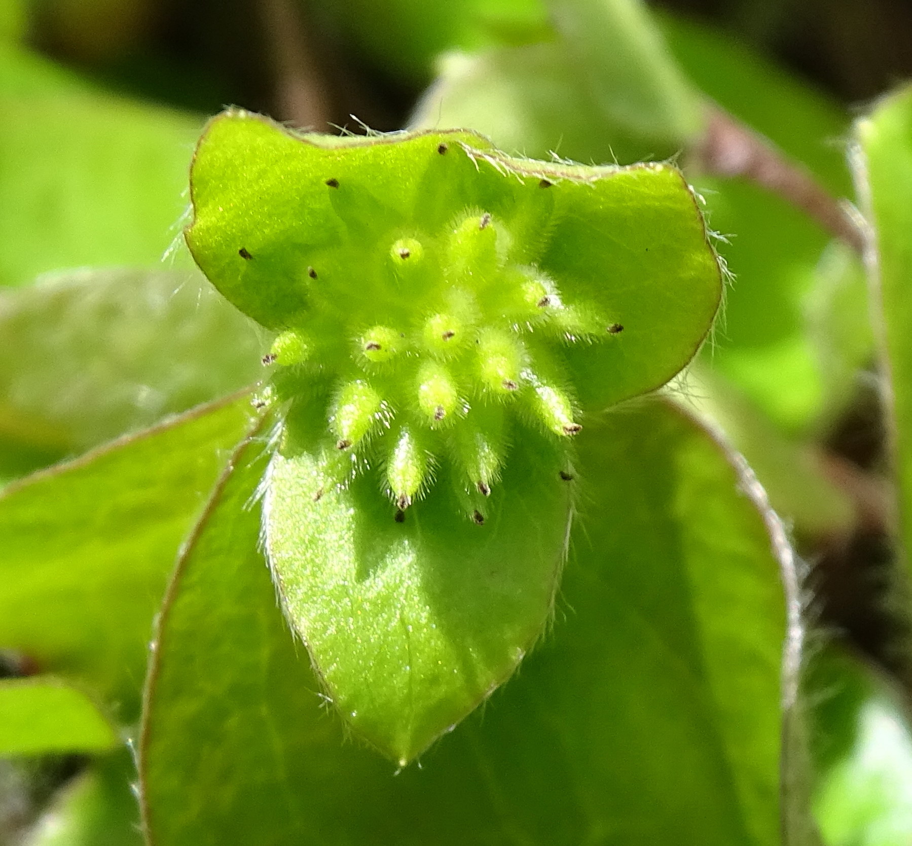 Afficher le média anemone_hepatica8mv anemone_hepatica8mv