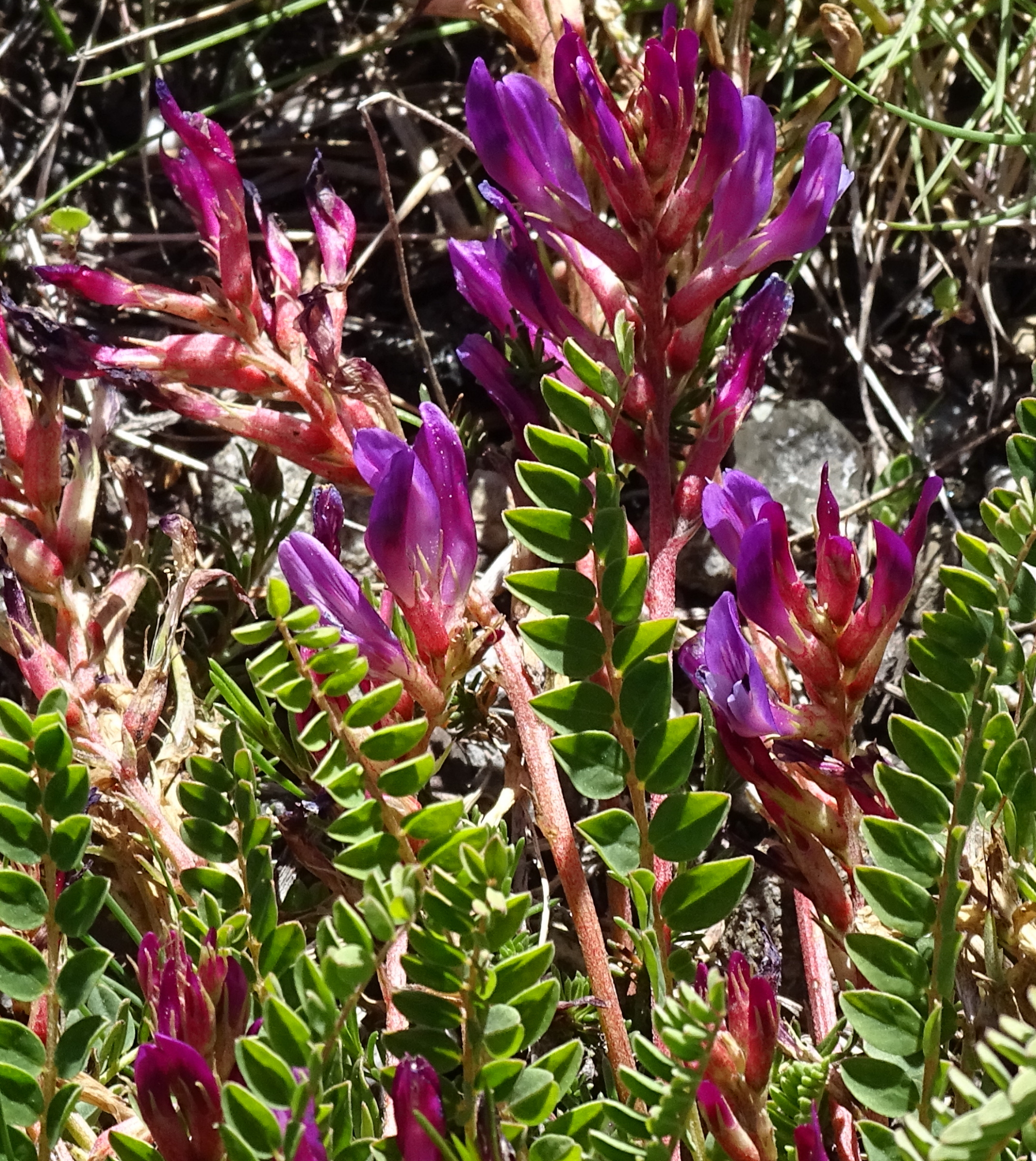 Afficher le média astragalus_monspessulanus5mv astragalus_monspessulanus5mv