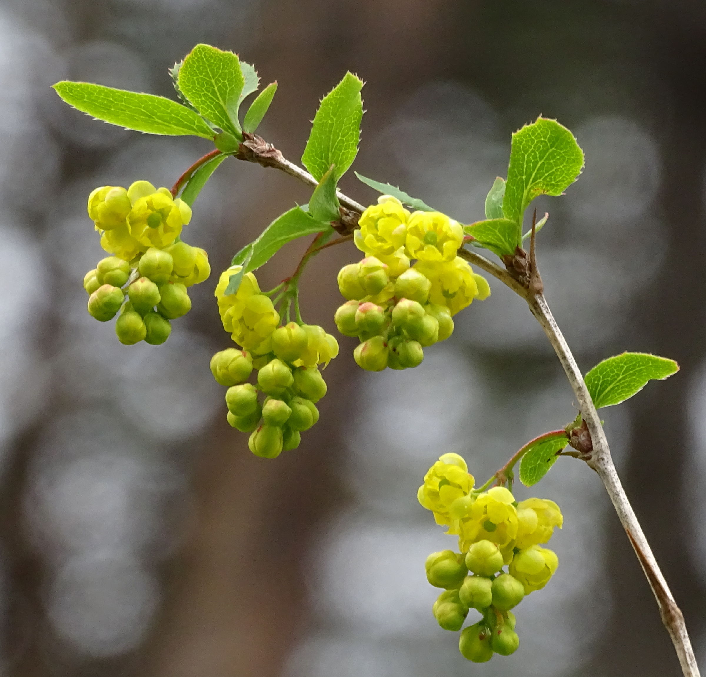 berberis_vulgaris10mv