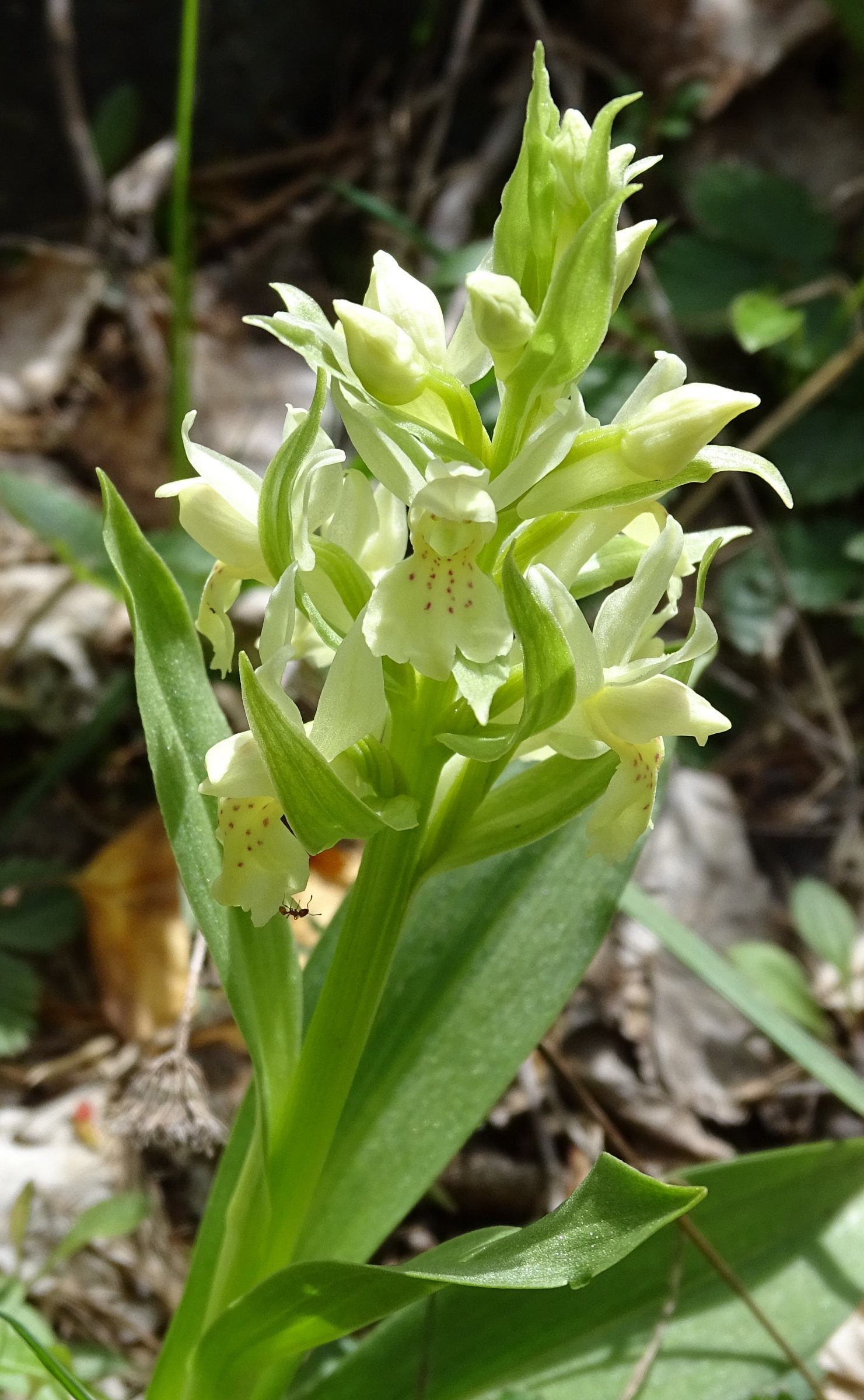 dactylorhiza_sambucina3mv