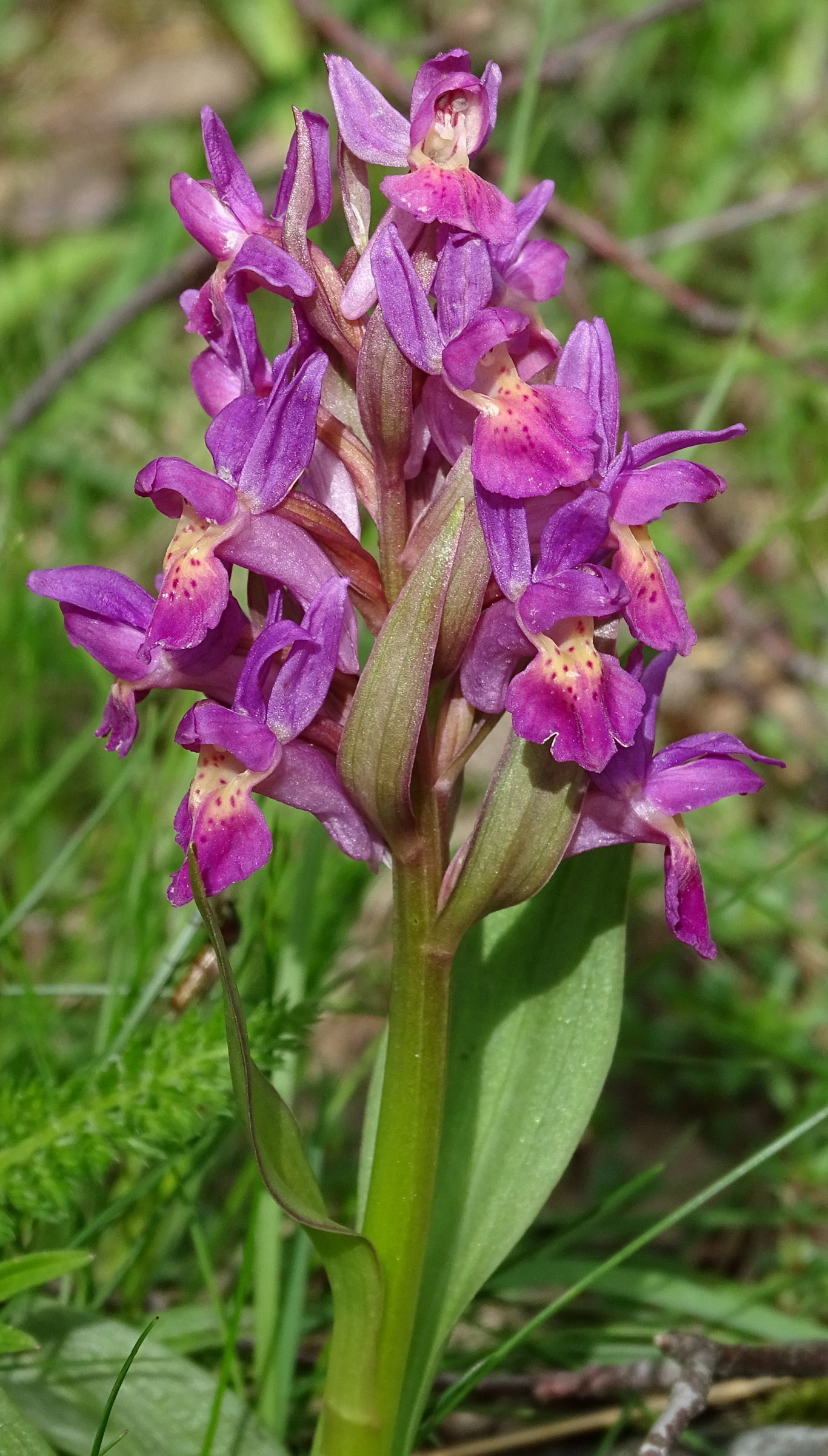 dactylorhiza_sambucina4mv