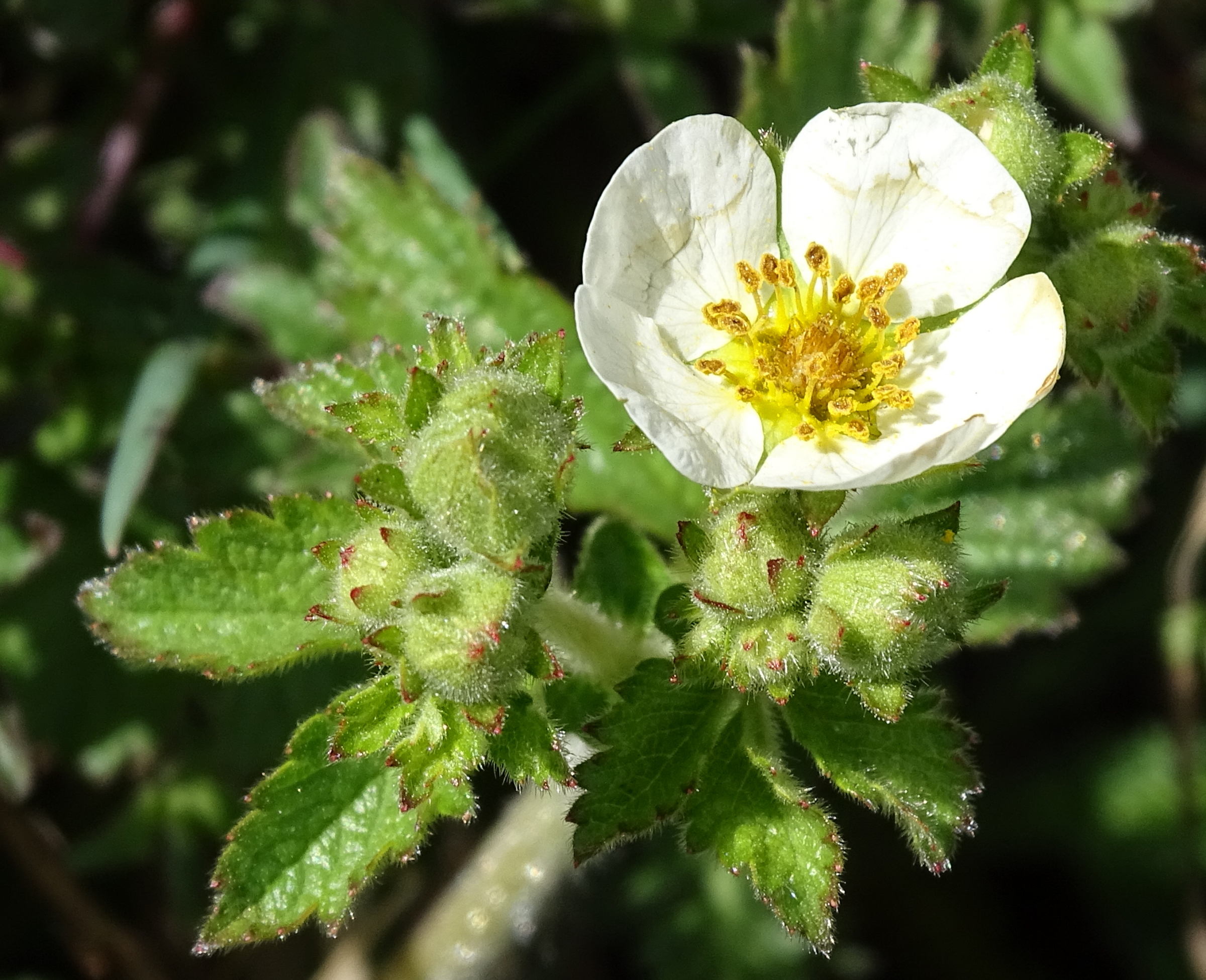 Afficher le média drymocallis_rupestris3mv drymocallis_rupestris3mv