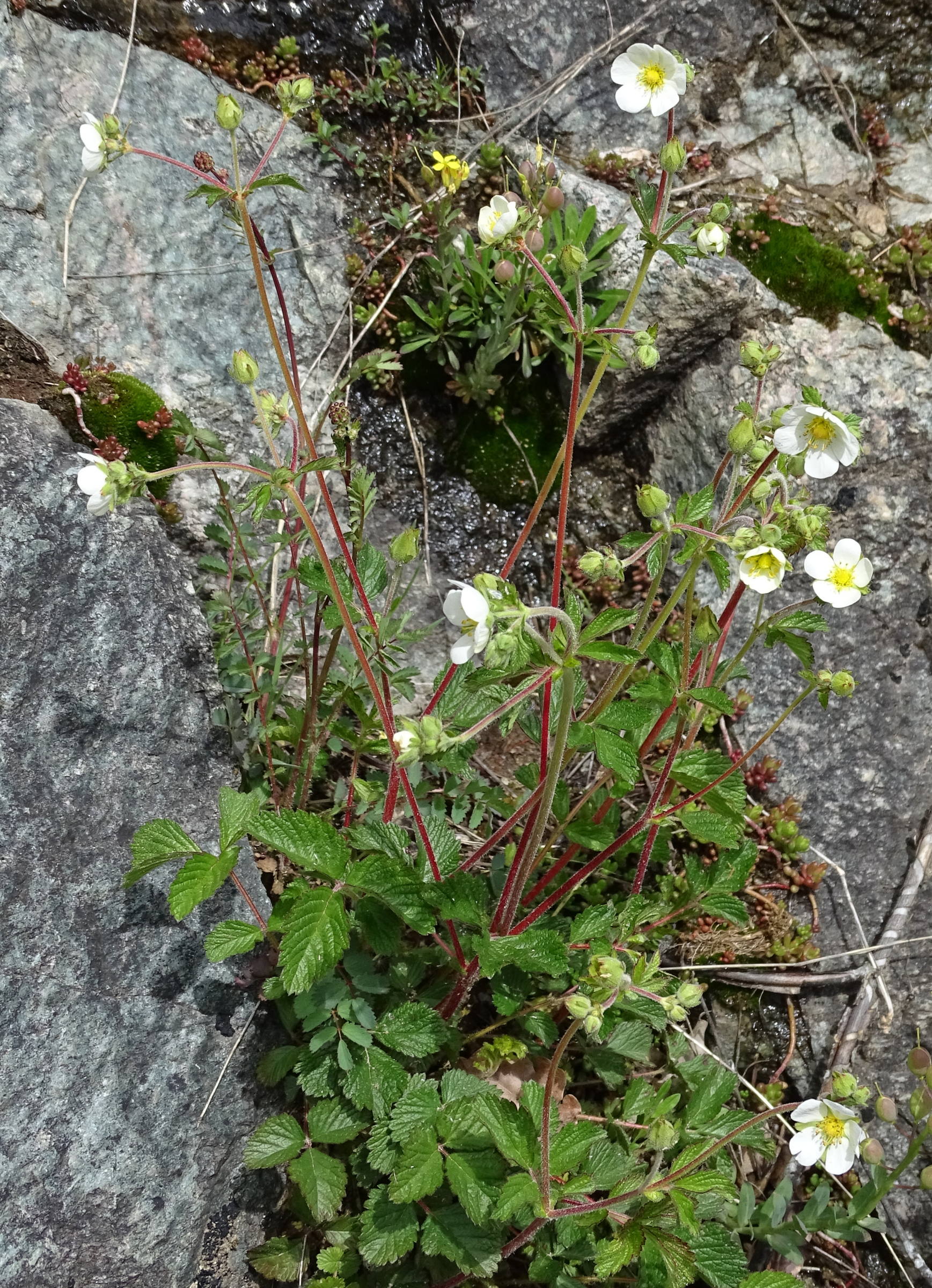 Afficher le média drymocallis_rupestris4mv drymocallis_rupestris4mv