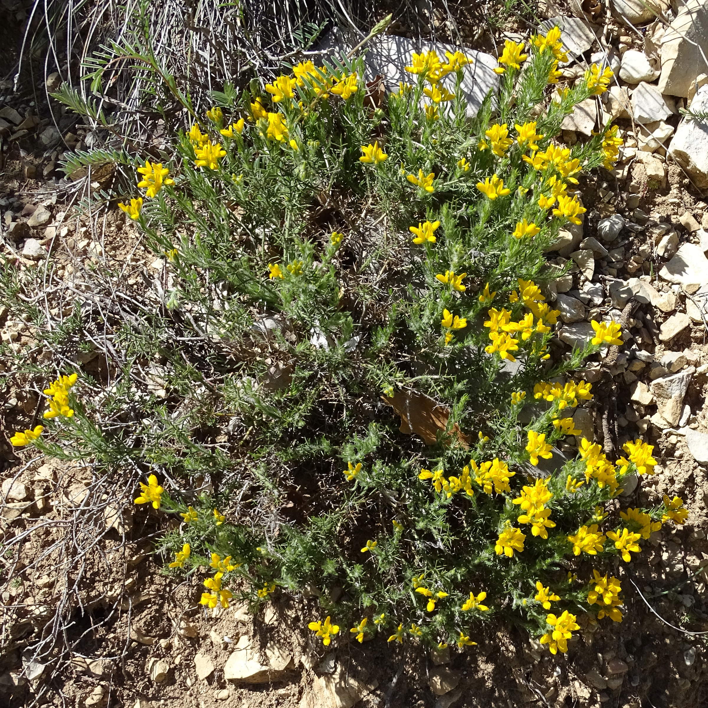 genista_hispanica3mv