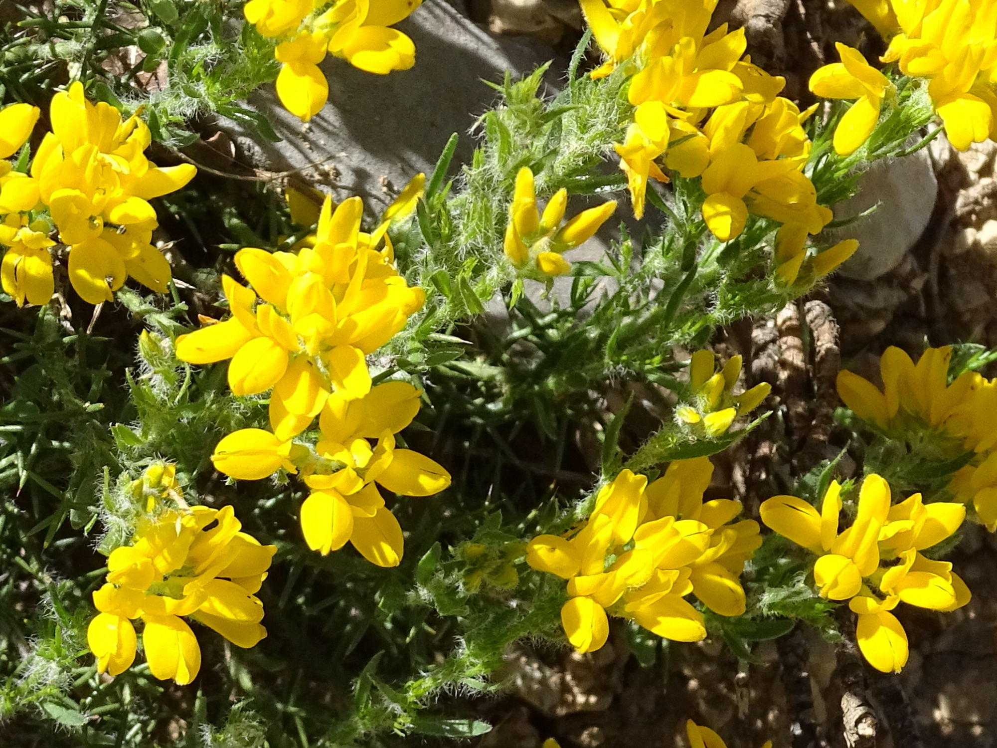 genista_hispanica4mv