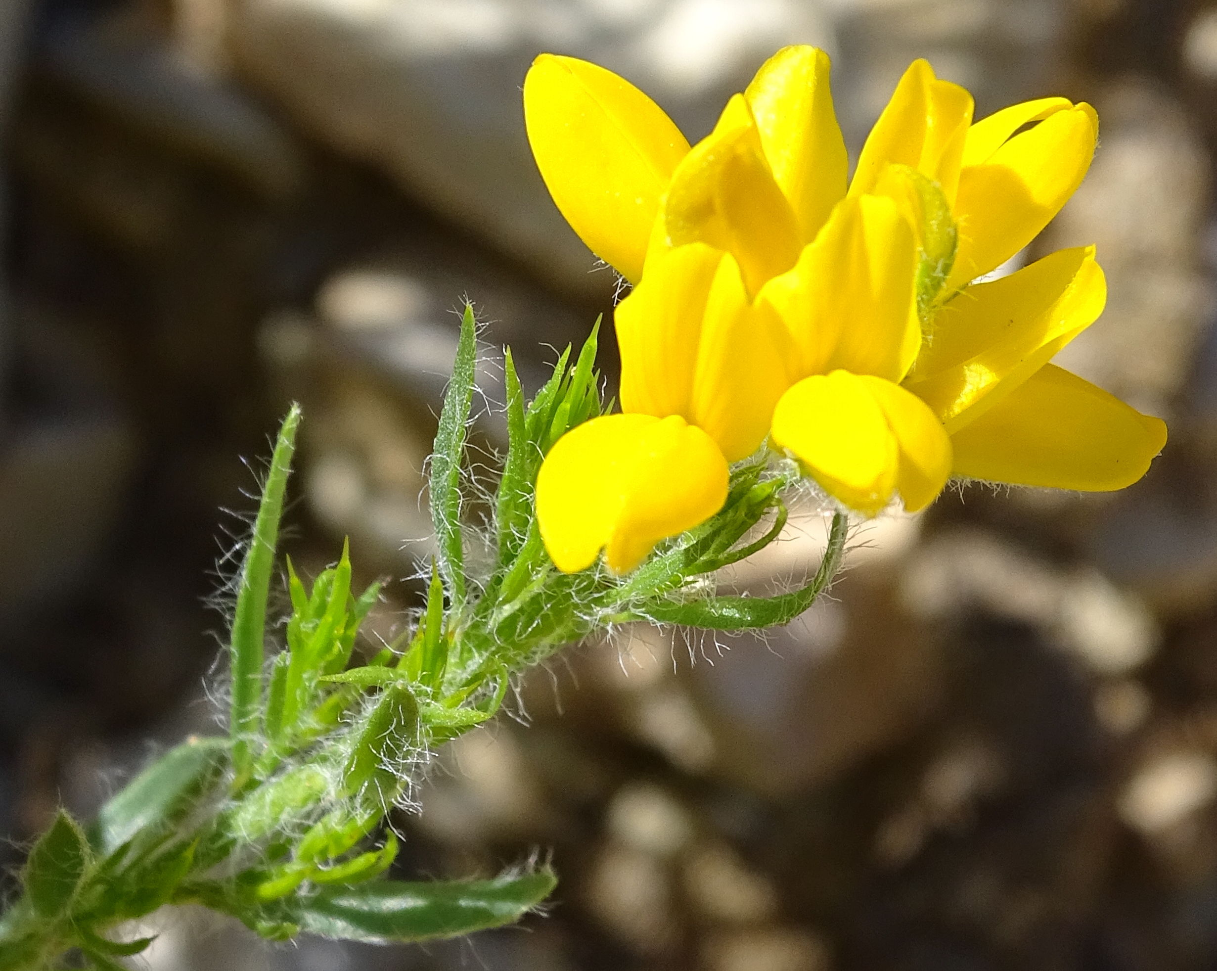 genista_hispanica5mv