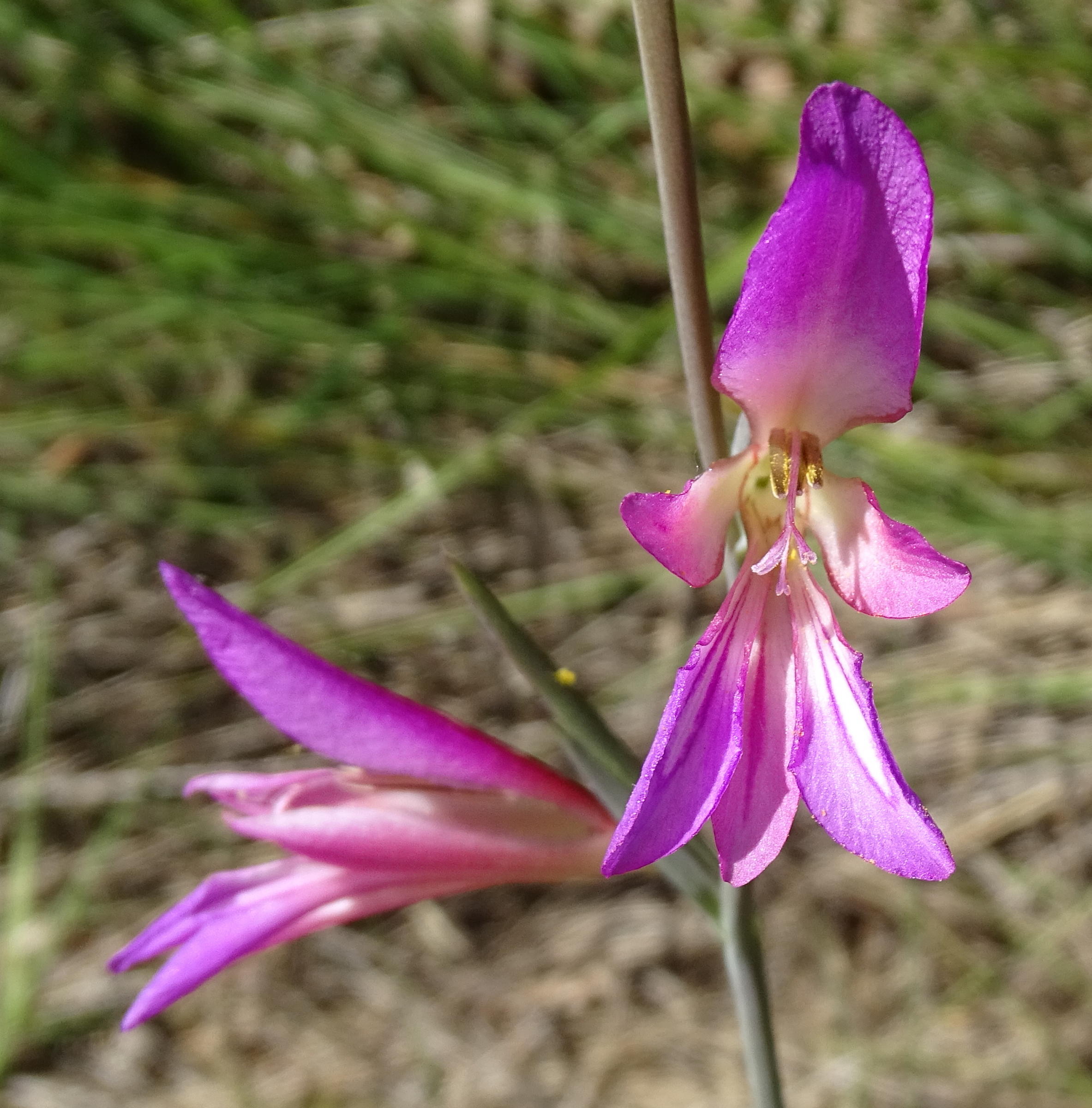 gladiolus_italicus4mv