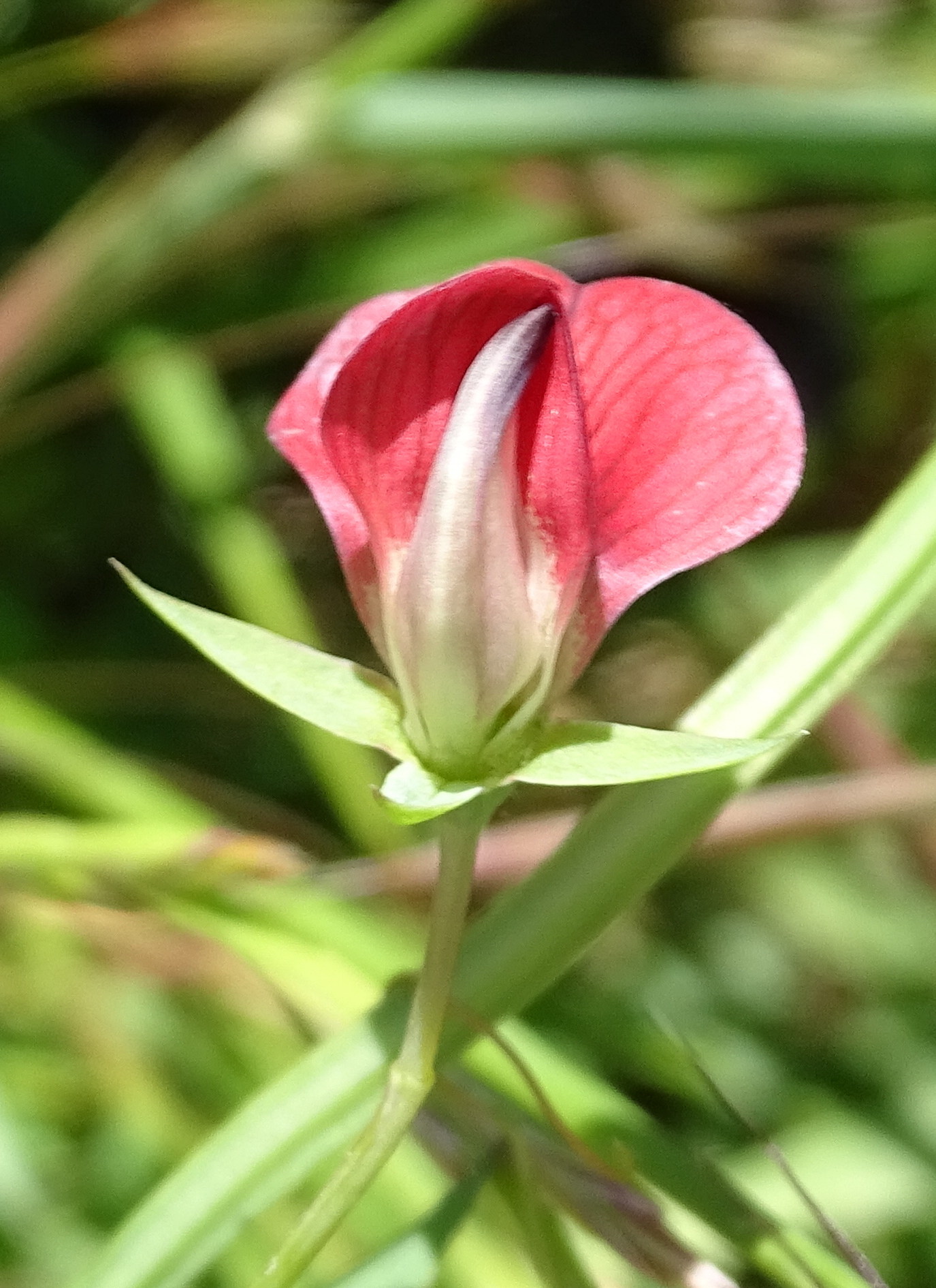 lathyrus_cicera5mv