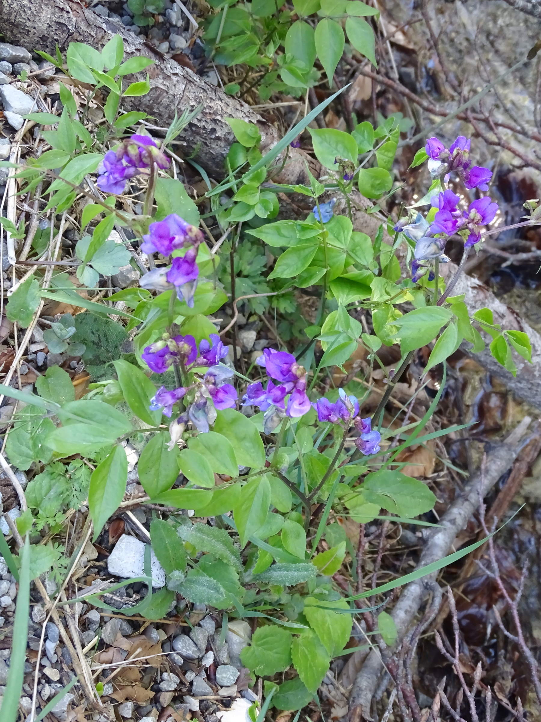 Afficher le média lathyrus_vernus3mv lathyrus_vernus3mv