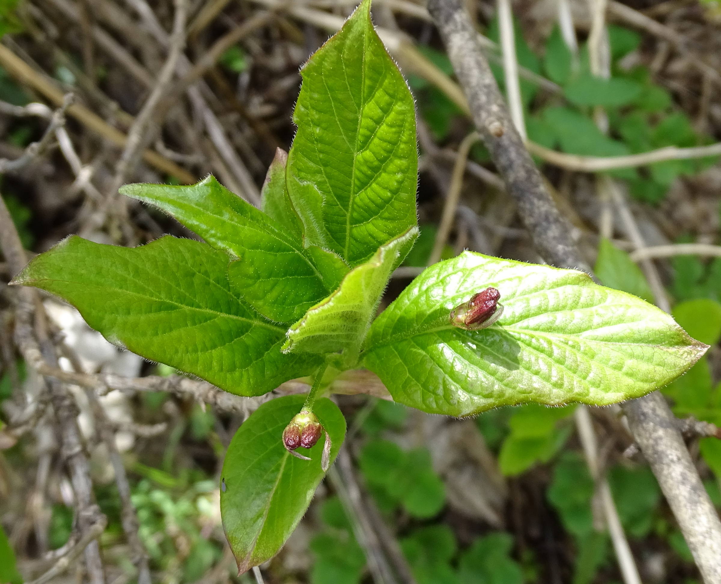 lonicera_alpigena6mv