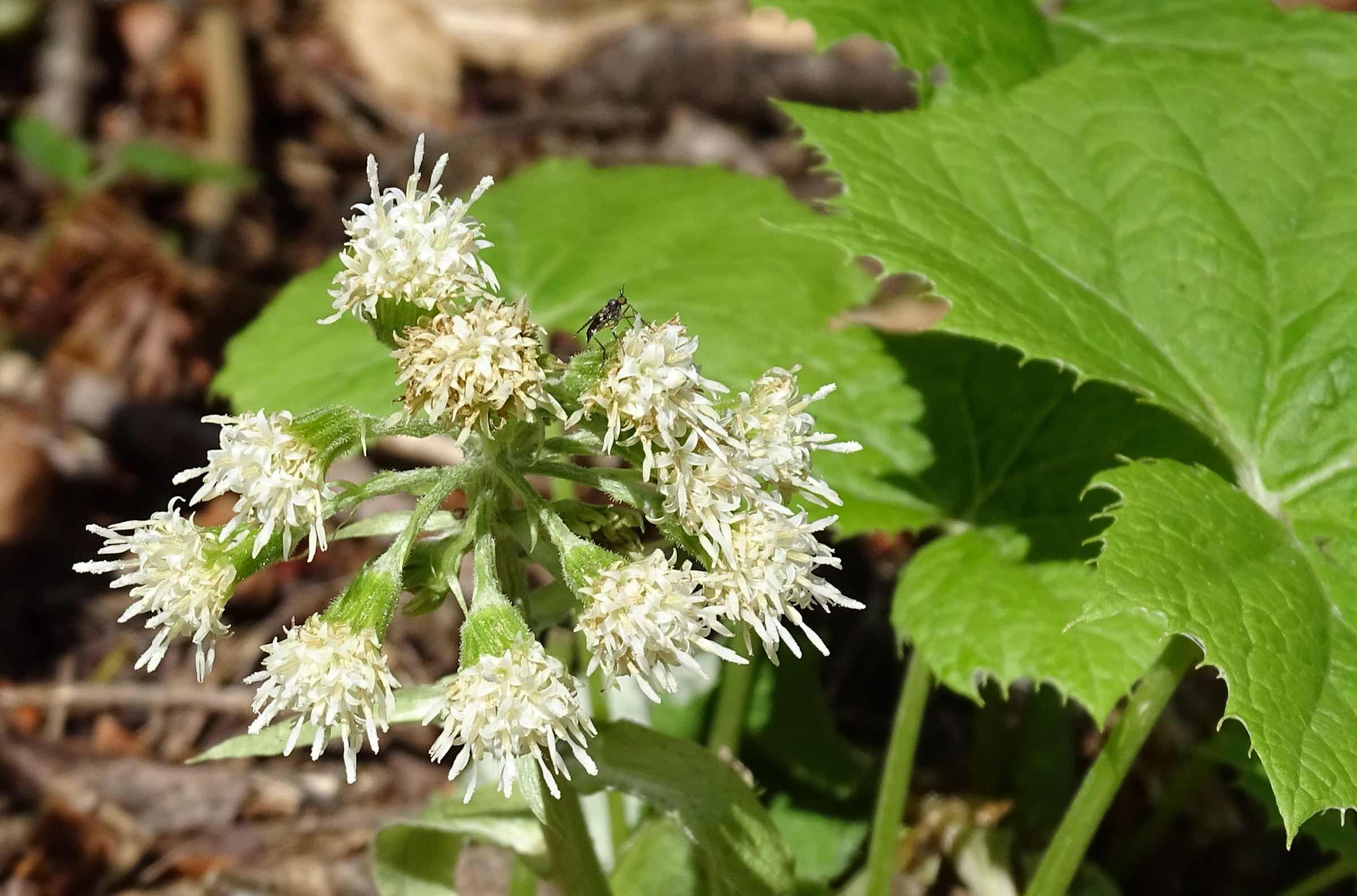 Afficher le média petasites_albus4mv petasites_albus4mv