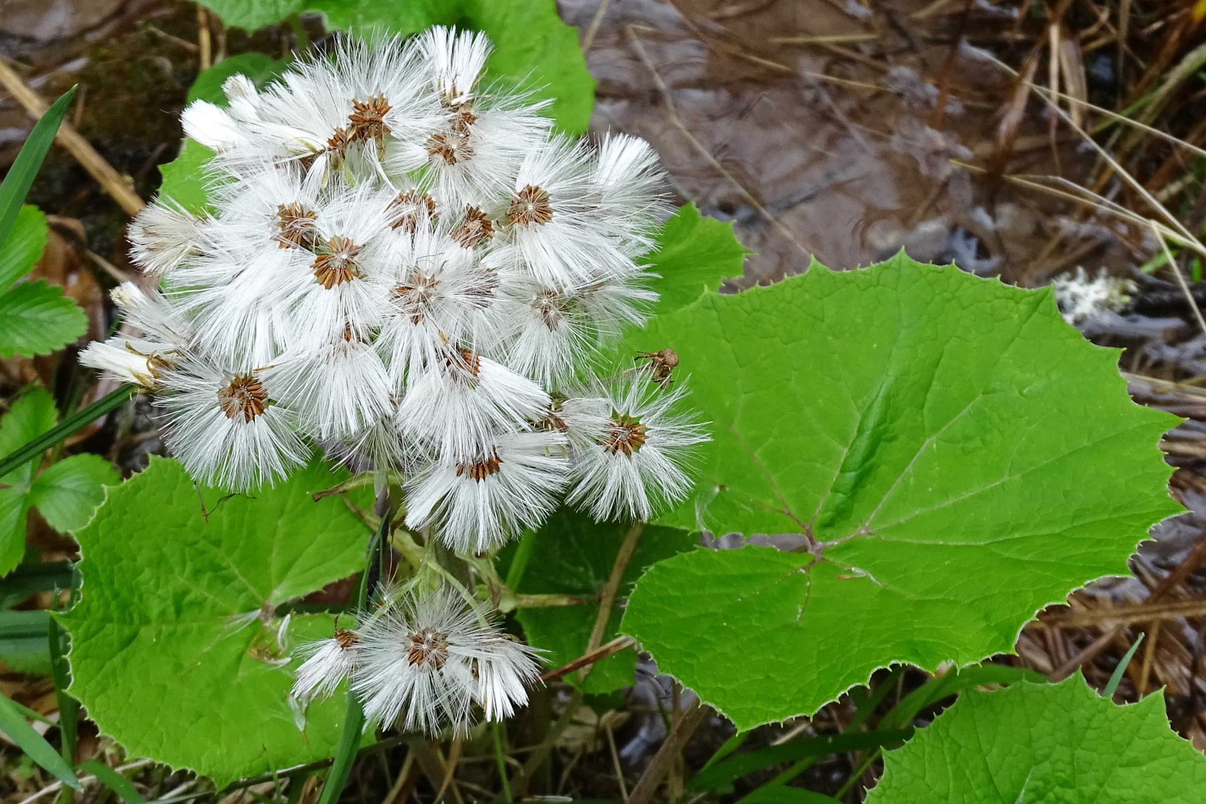 Afficher le média petasites_albus5mv petasites_albus5mv