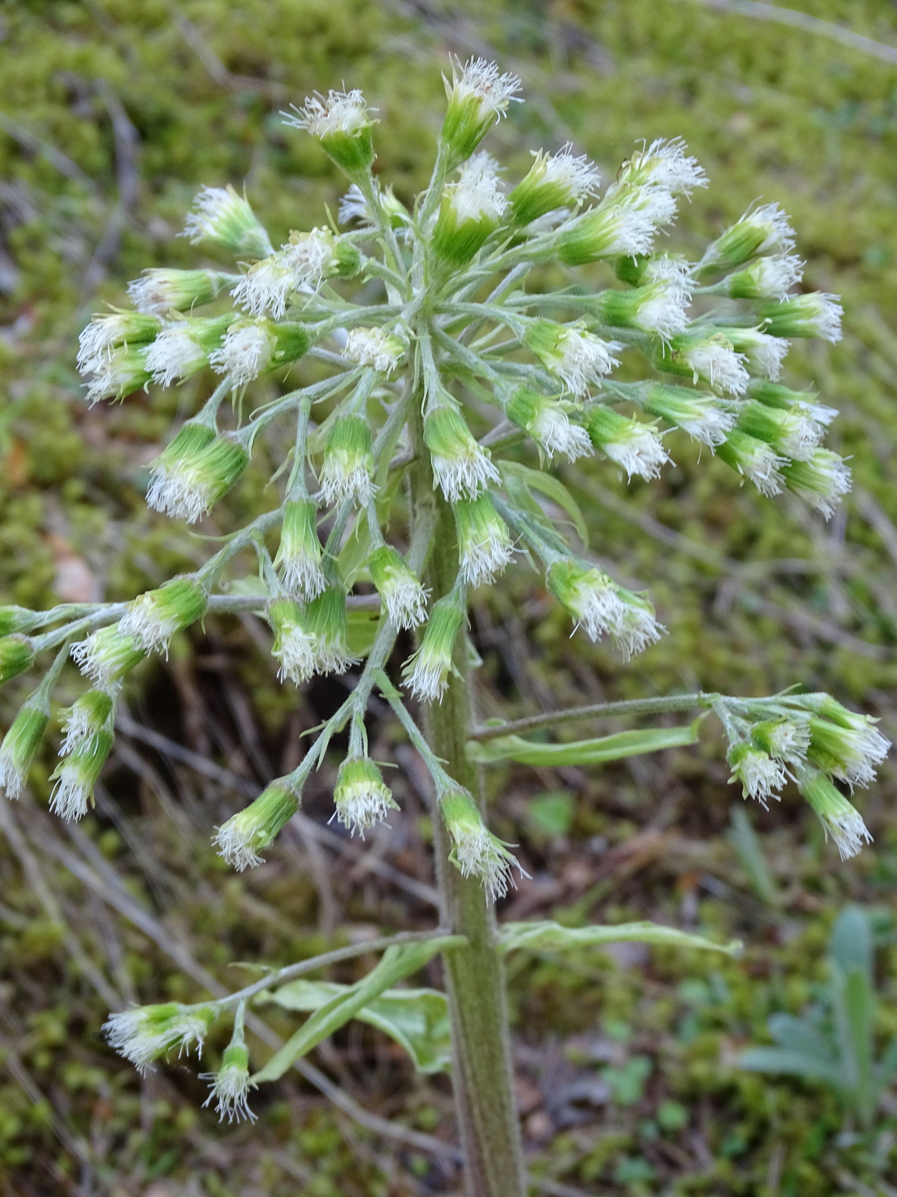 Afficher le média petasites_albus6mv petasites_albus6mv