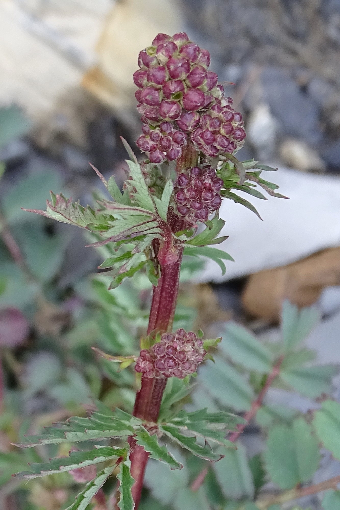 poterium_sanguisorba7mv