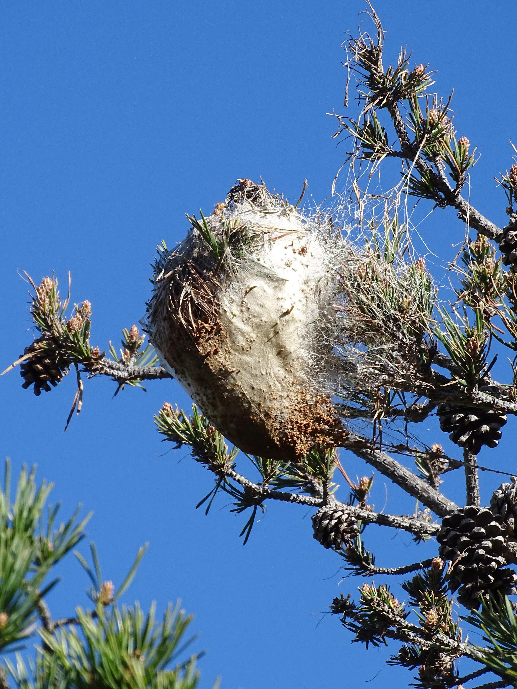 thaumetopoea_pityocampa_ch4mv