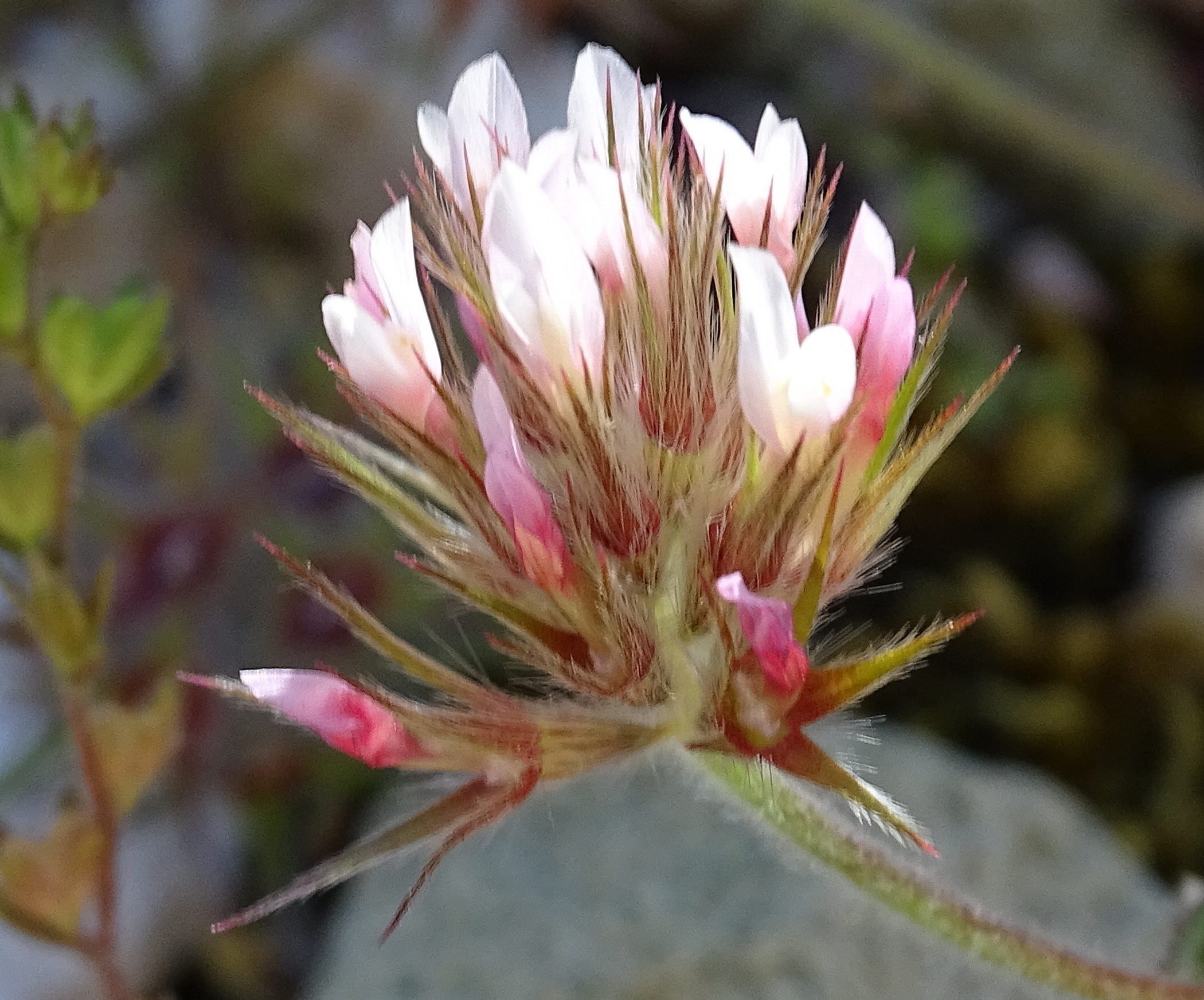trifolium_stellatum5mv