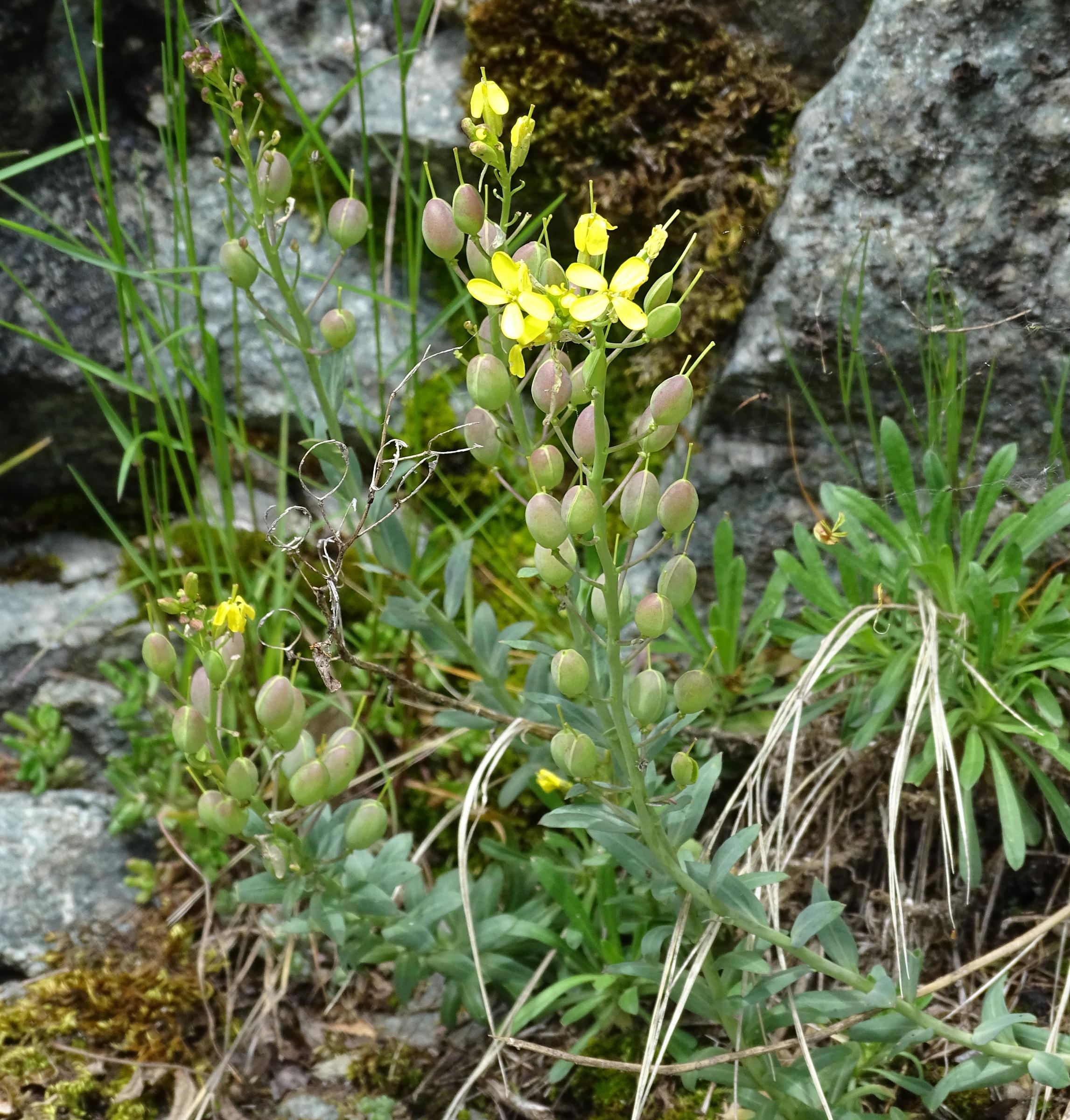 Afficher le média alyssoides_utriculata1mv alyssoides_utriculata1mv