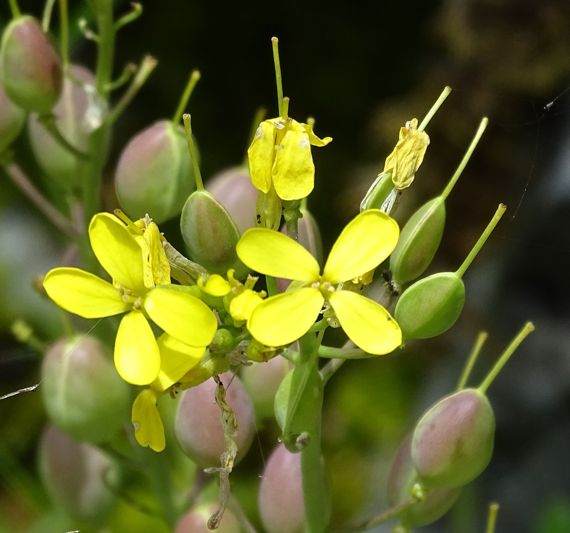 Afficher le média alyssoides_utriculata2mv alyssoides_utriculata2mv
