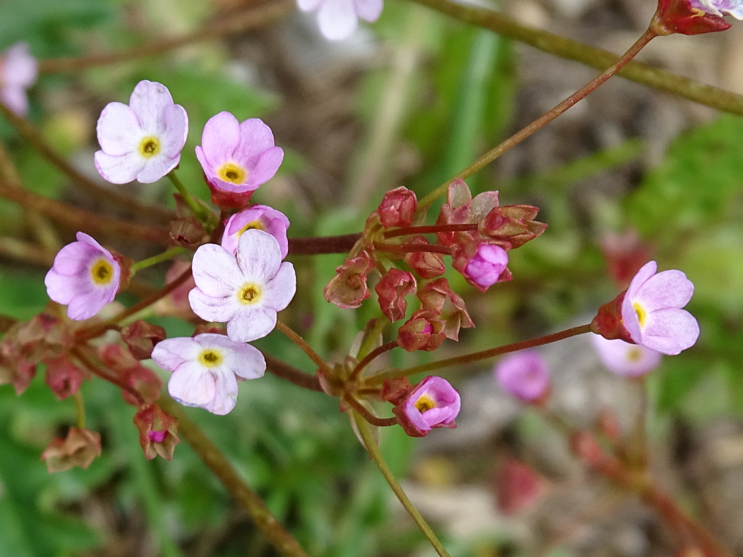 Afficher le média androsace_chaixii1mv androsace_chaixii1mv