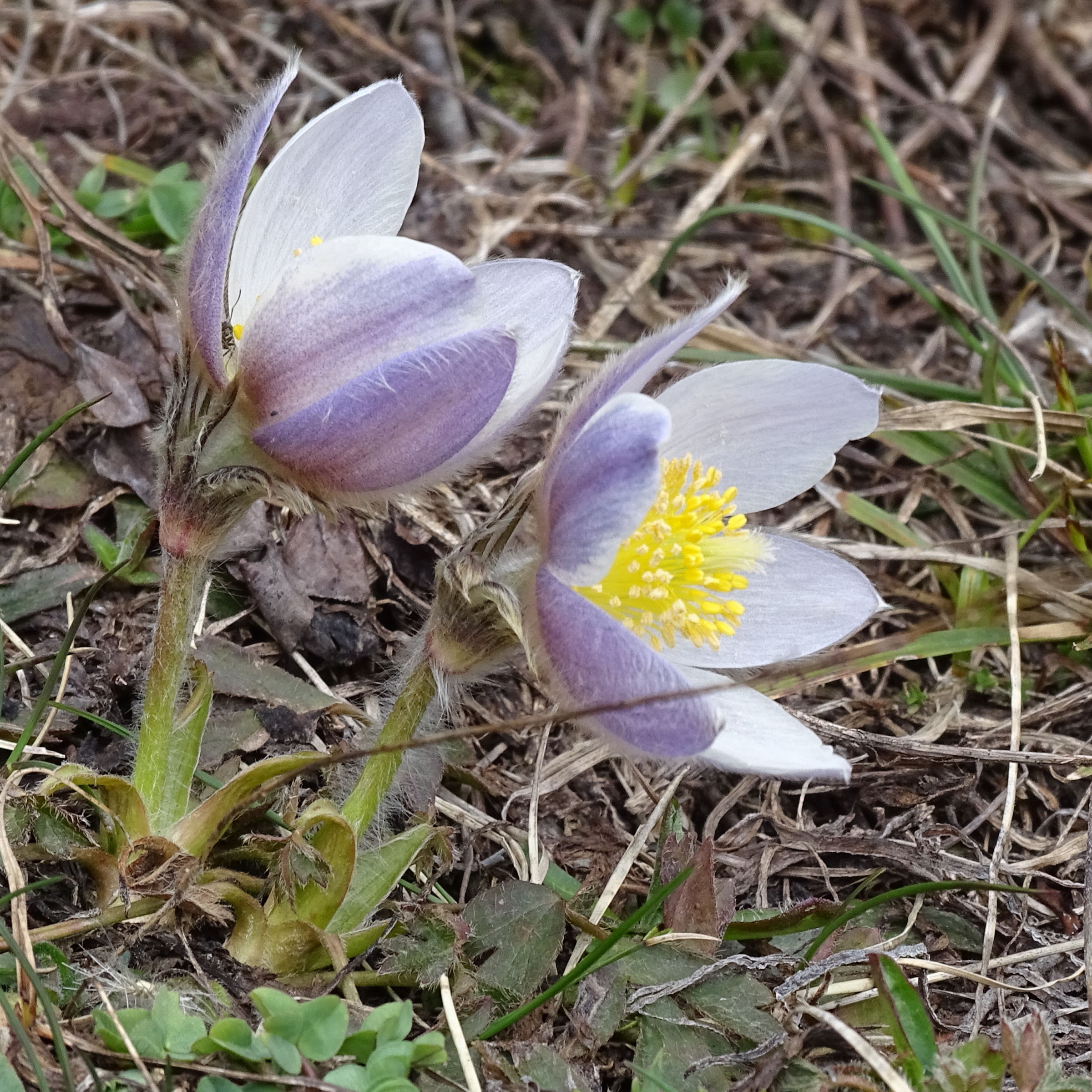 anemone_vernalis2mv