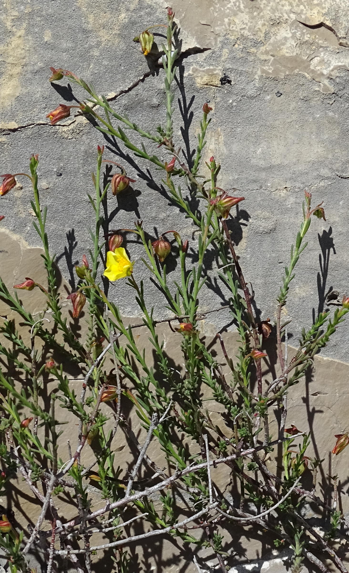 Afficher le média fumana_ericoides1mv fumana_ericoides1mv