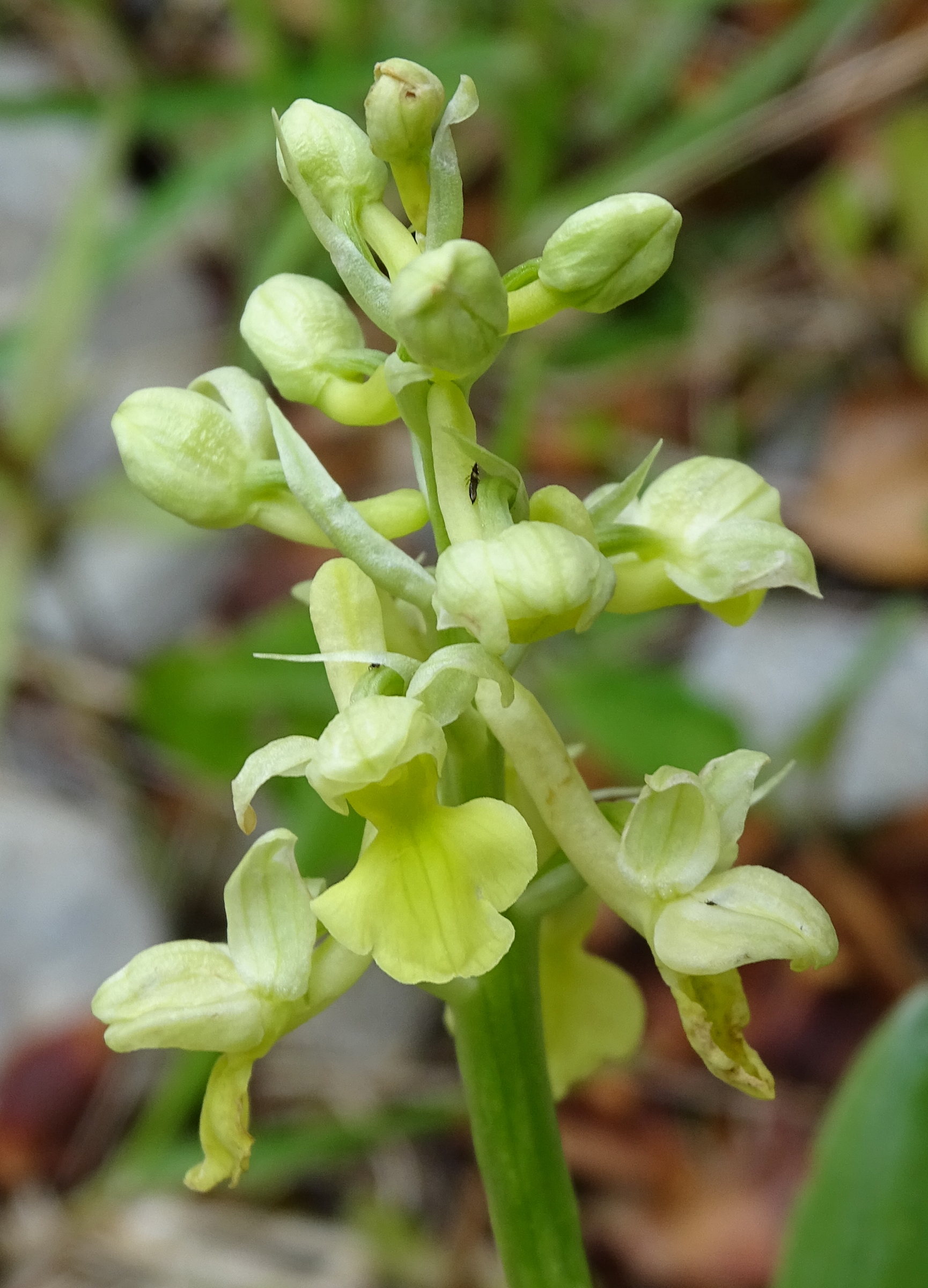 orchis_pallens2mv