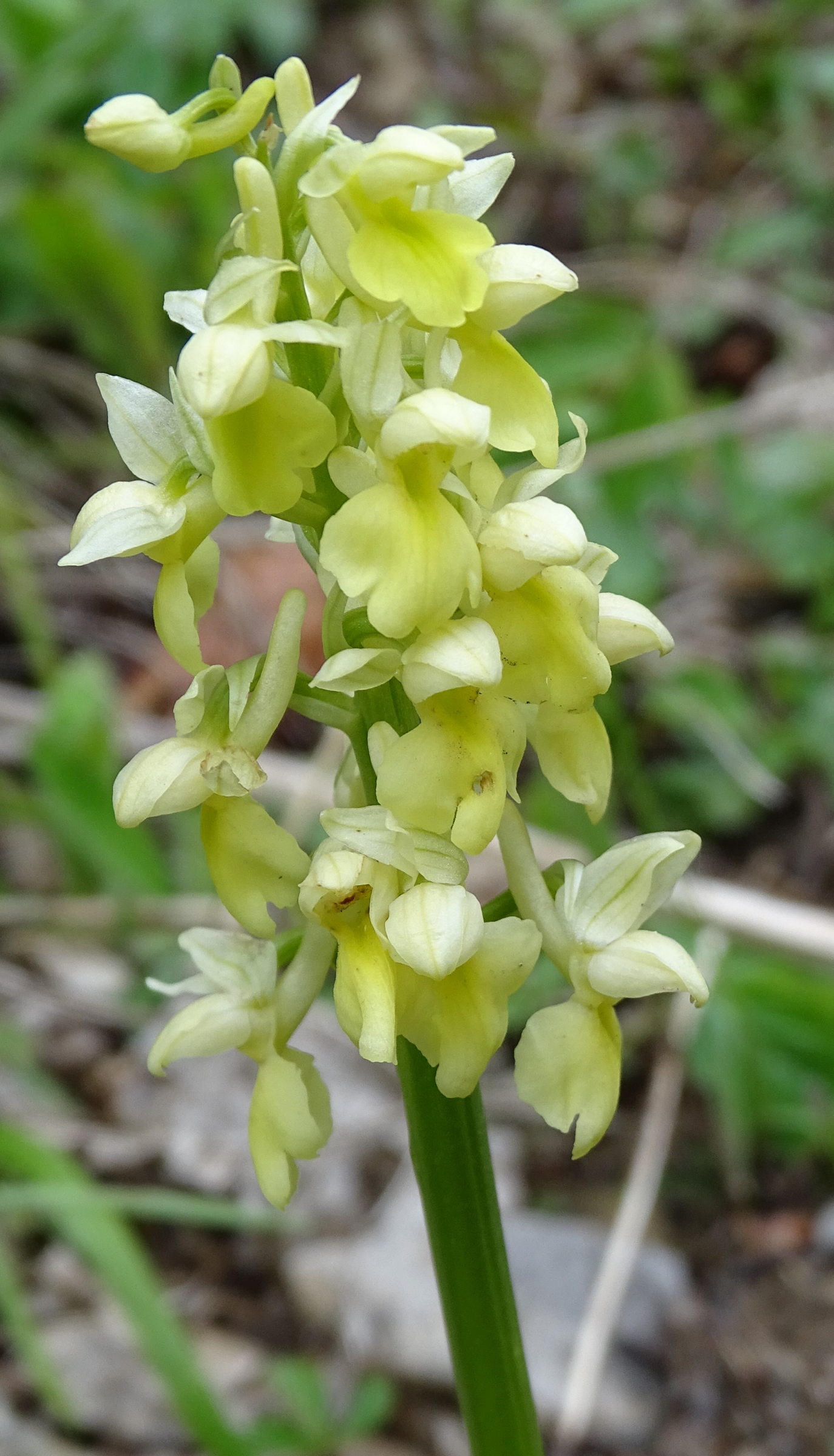 orchis_pallens3mv