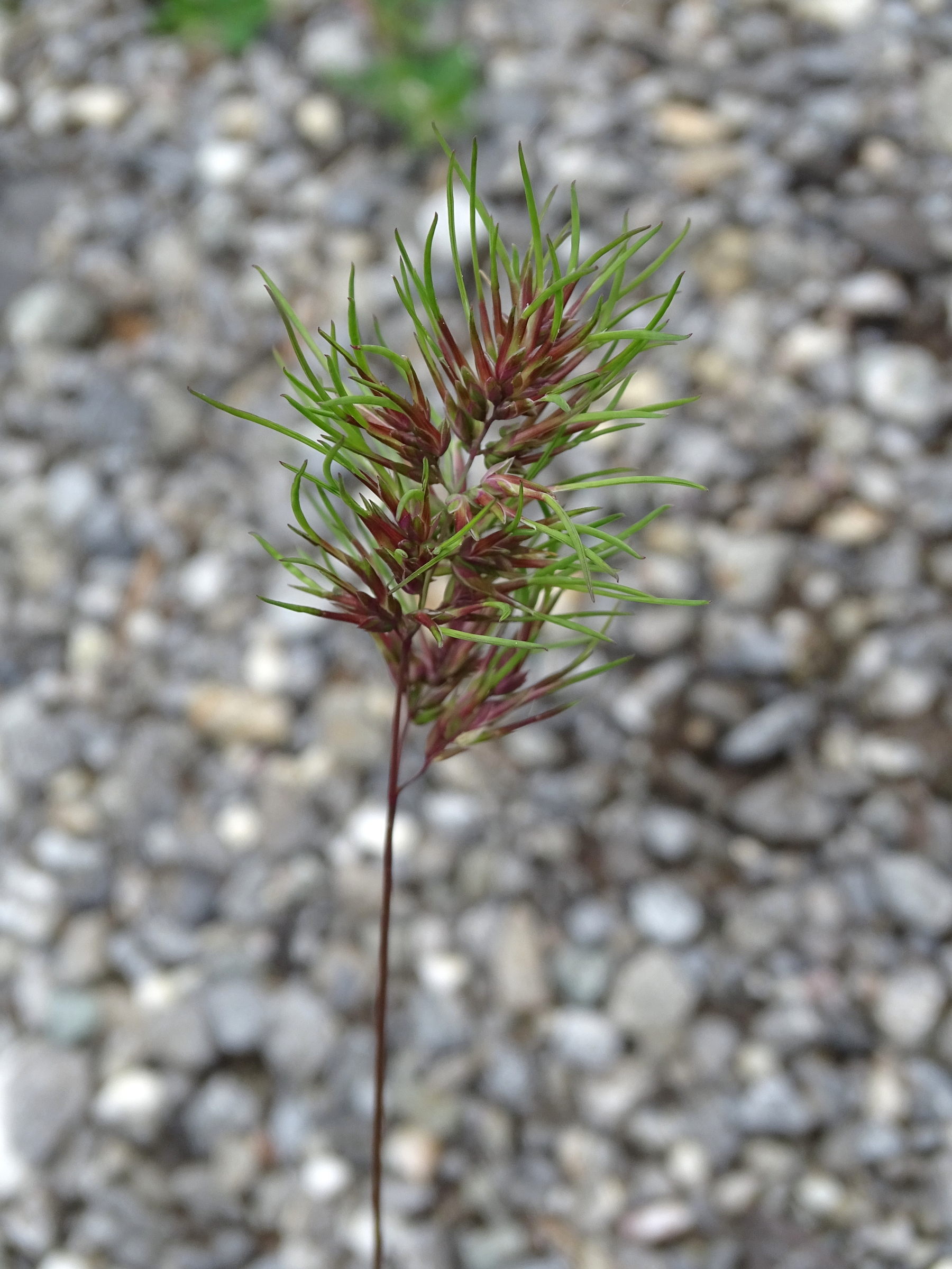 poa_bulbosa1mv